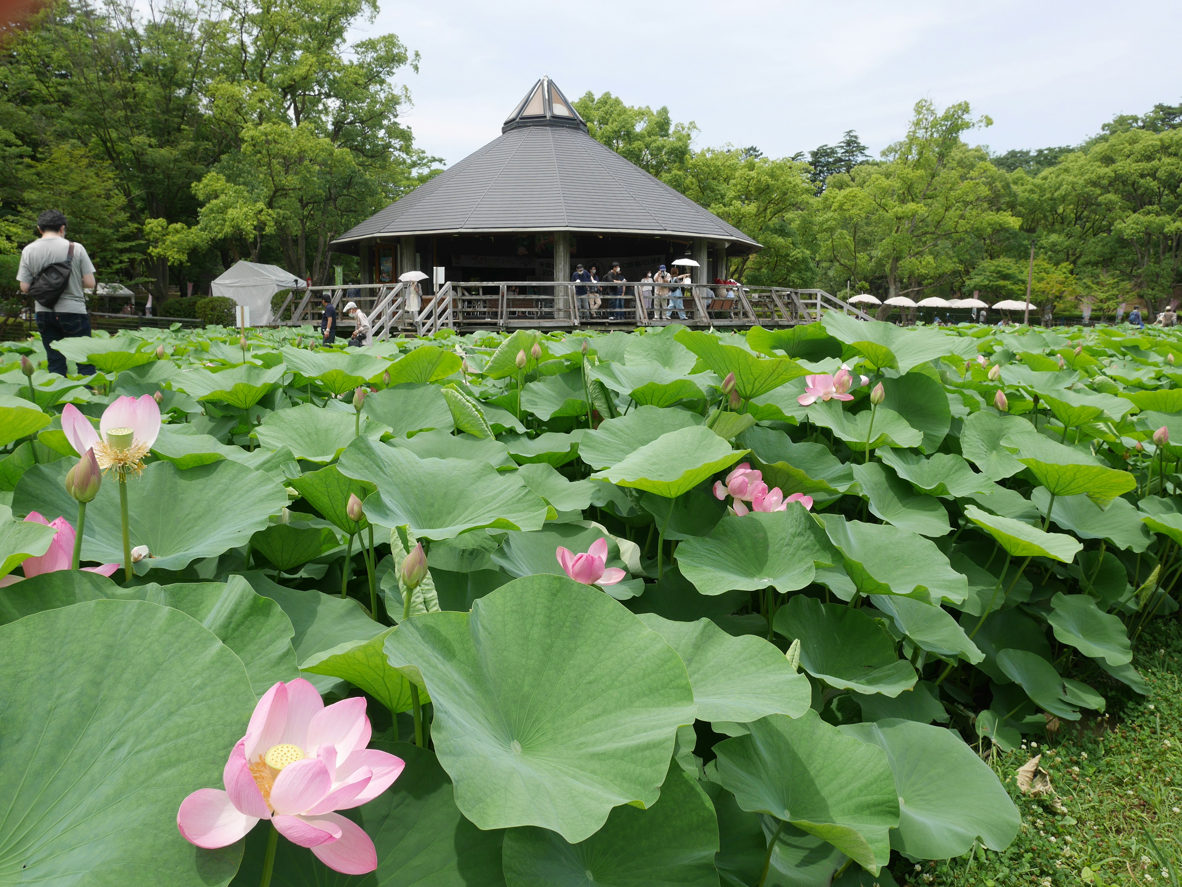 蓮の花が咲く池とその周囲の緑豊かな風景