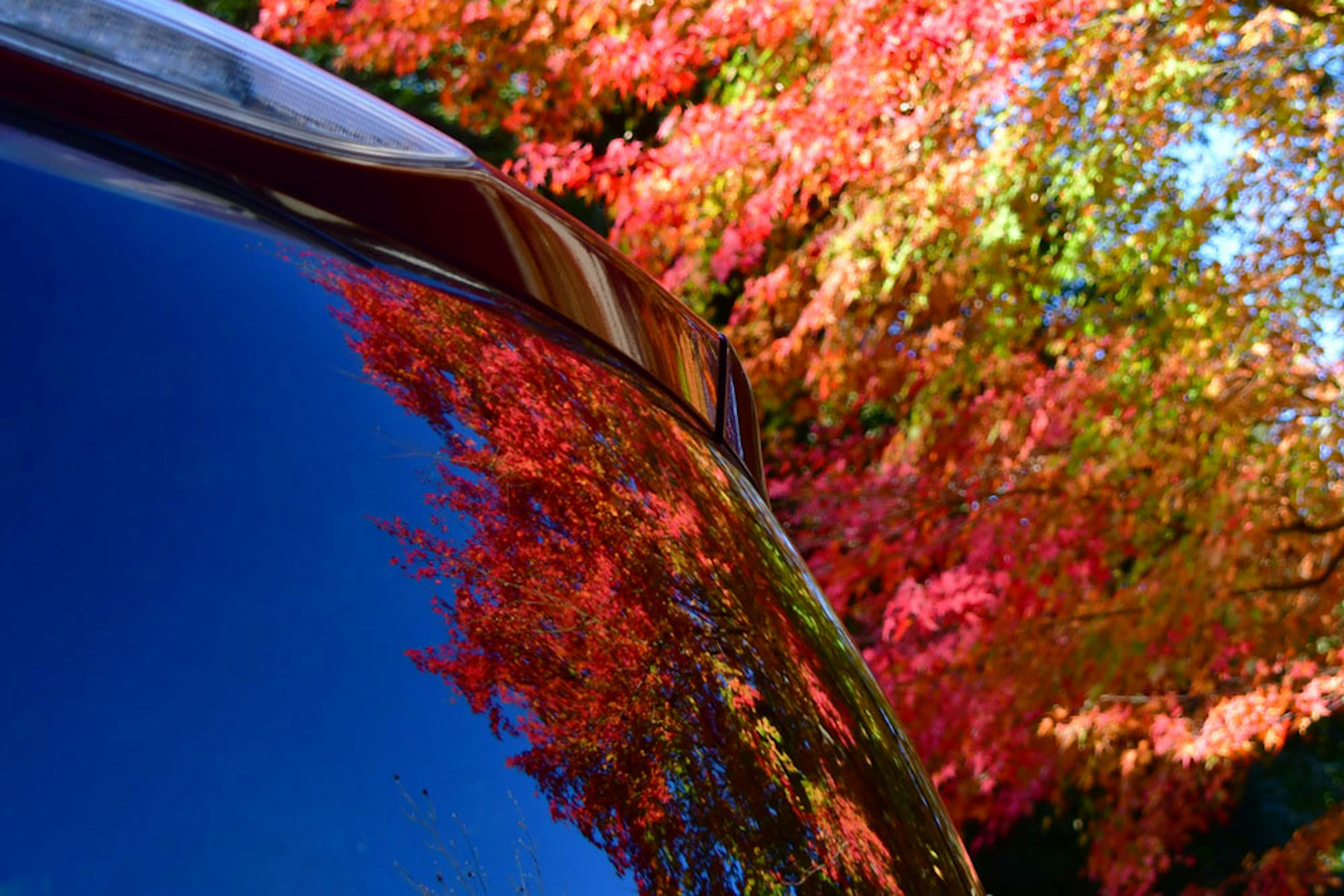 Riflesso di foglie autunnali colorate su una superficie di auto