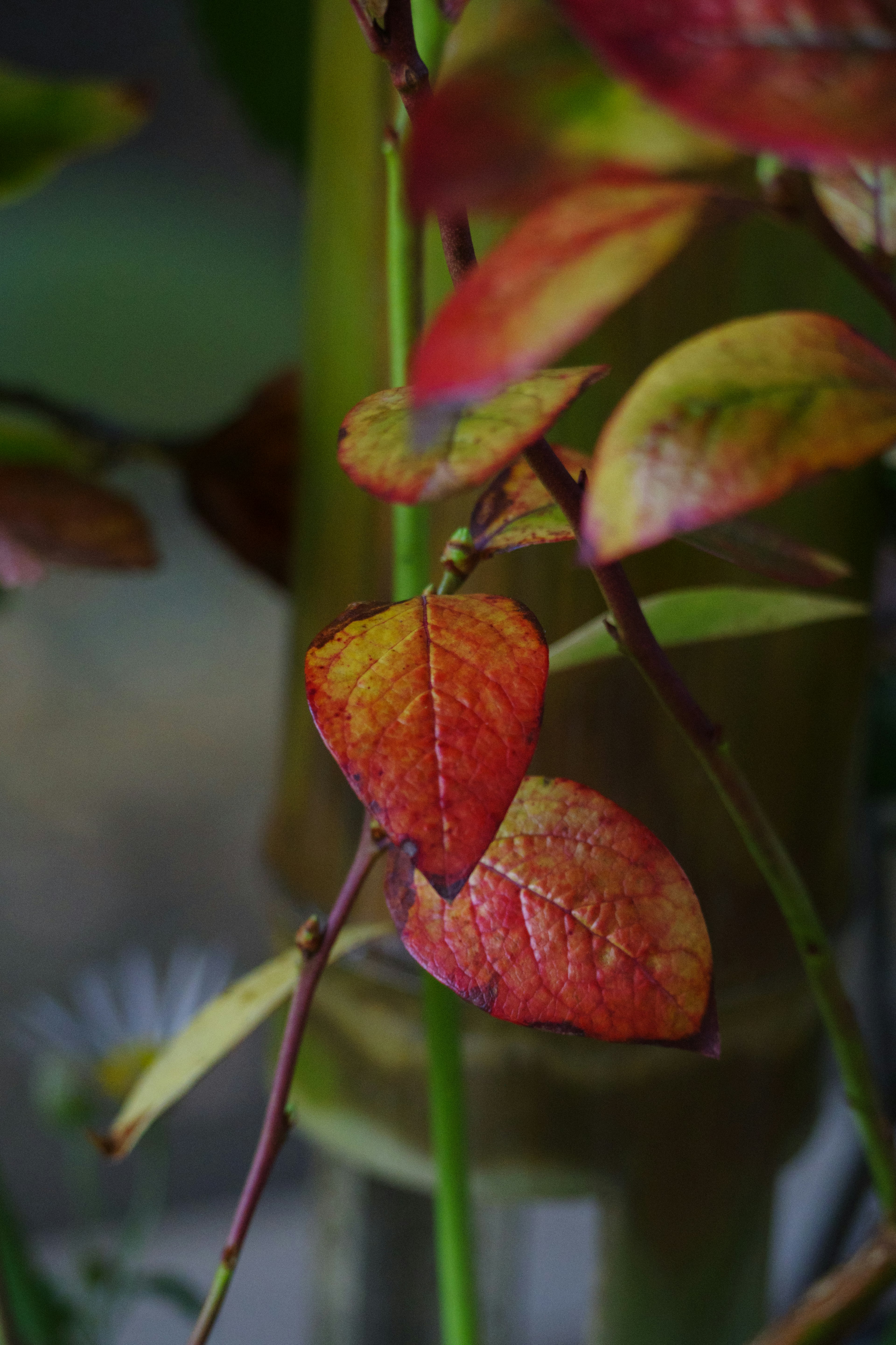 Gros plan de feuilles rouges et vertes se chevauchant sur une plante