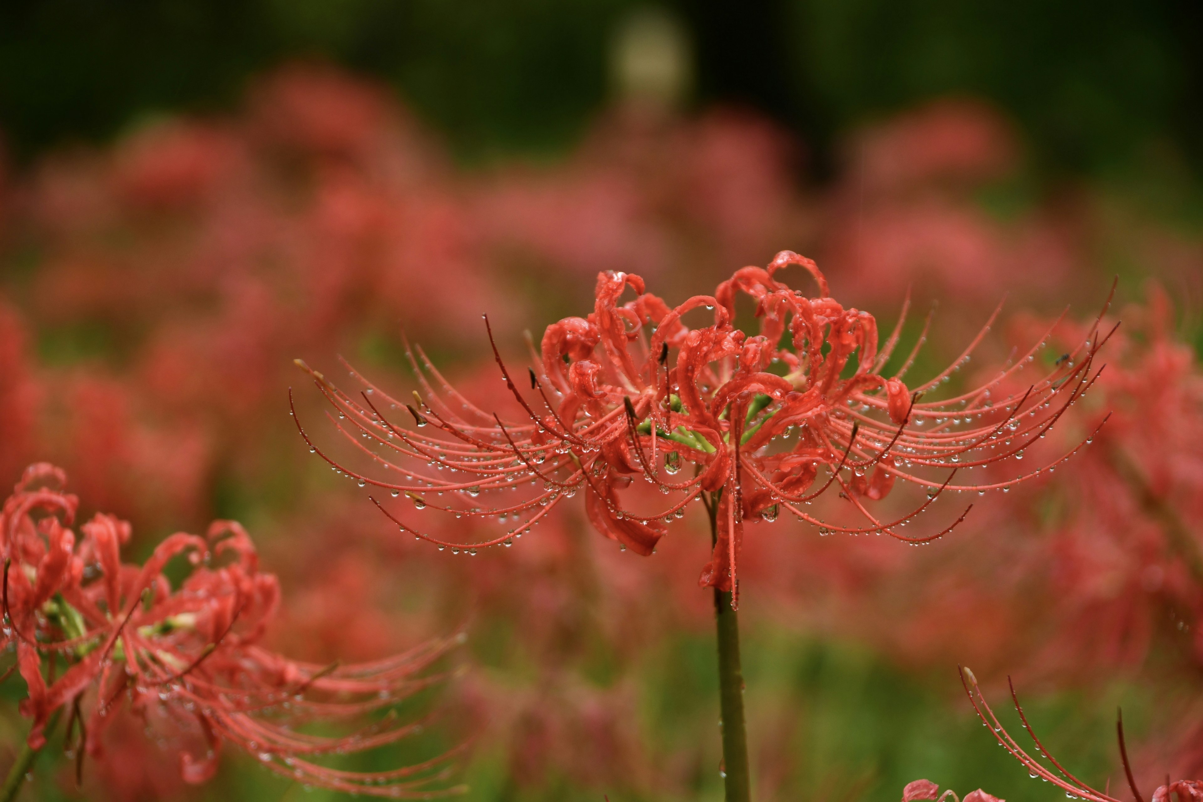 美麗的紅色彼岸花場景，花瓣上有水滴