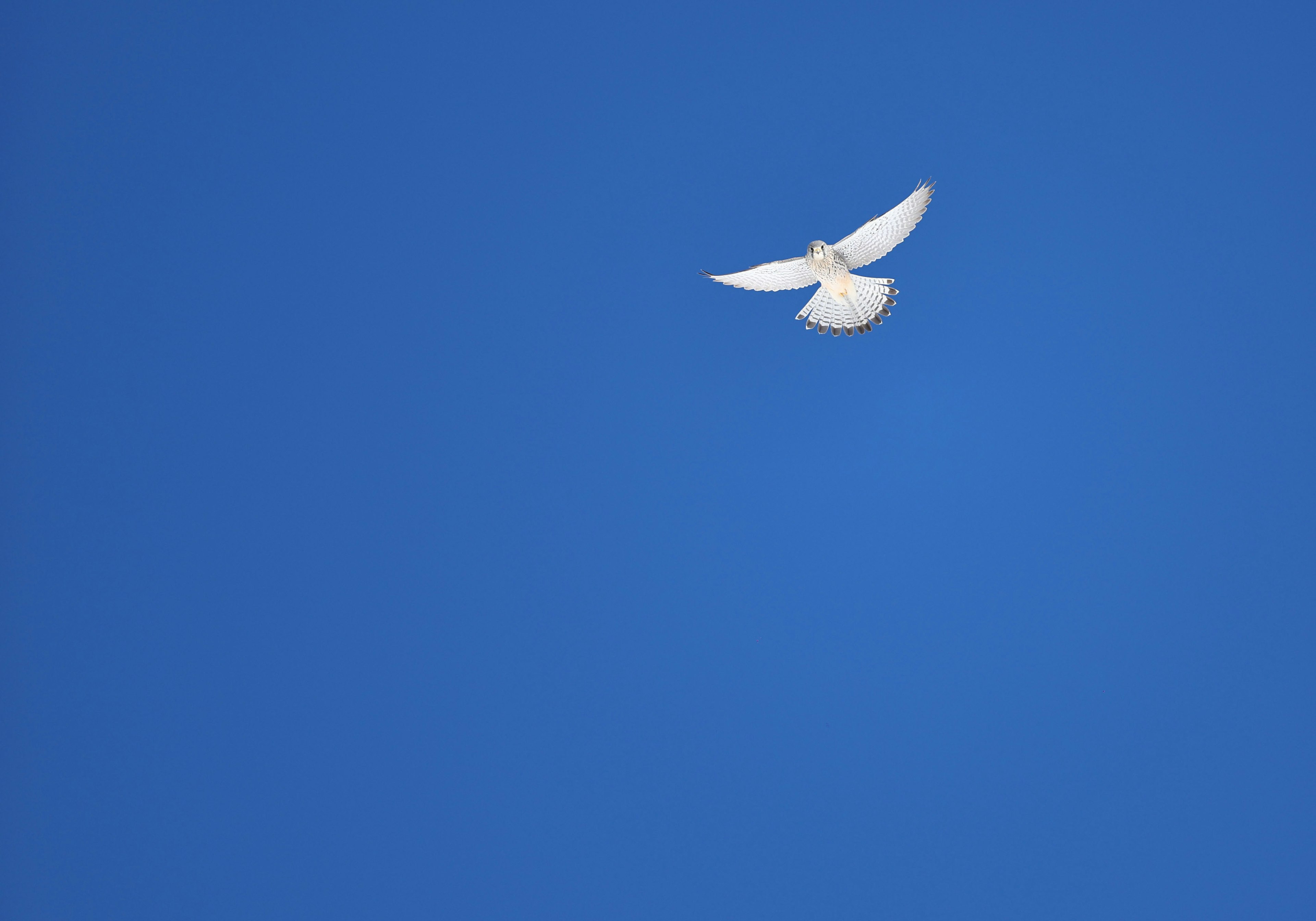 A white dove flying against a blue sky