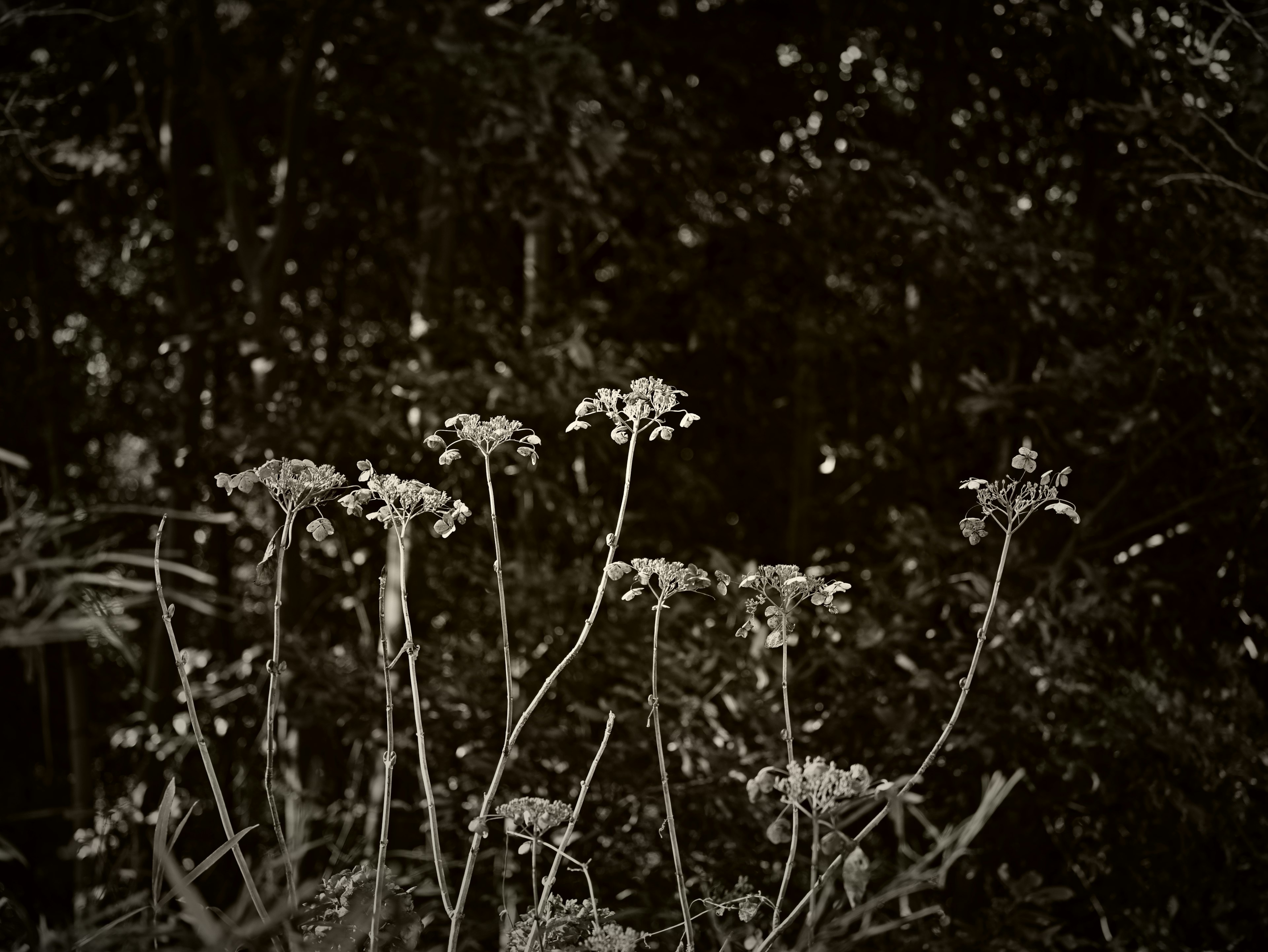 Stems of white flowers rising against a dark background