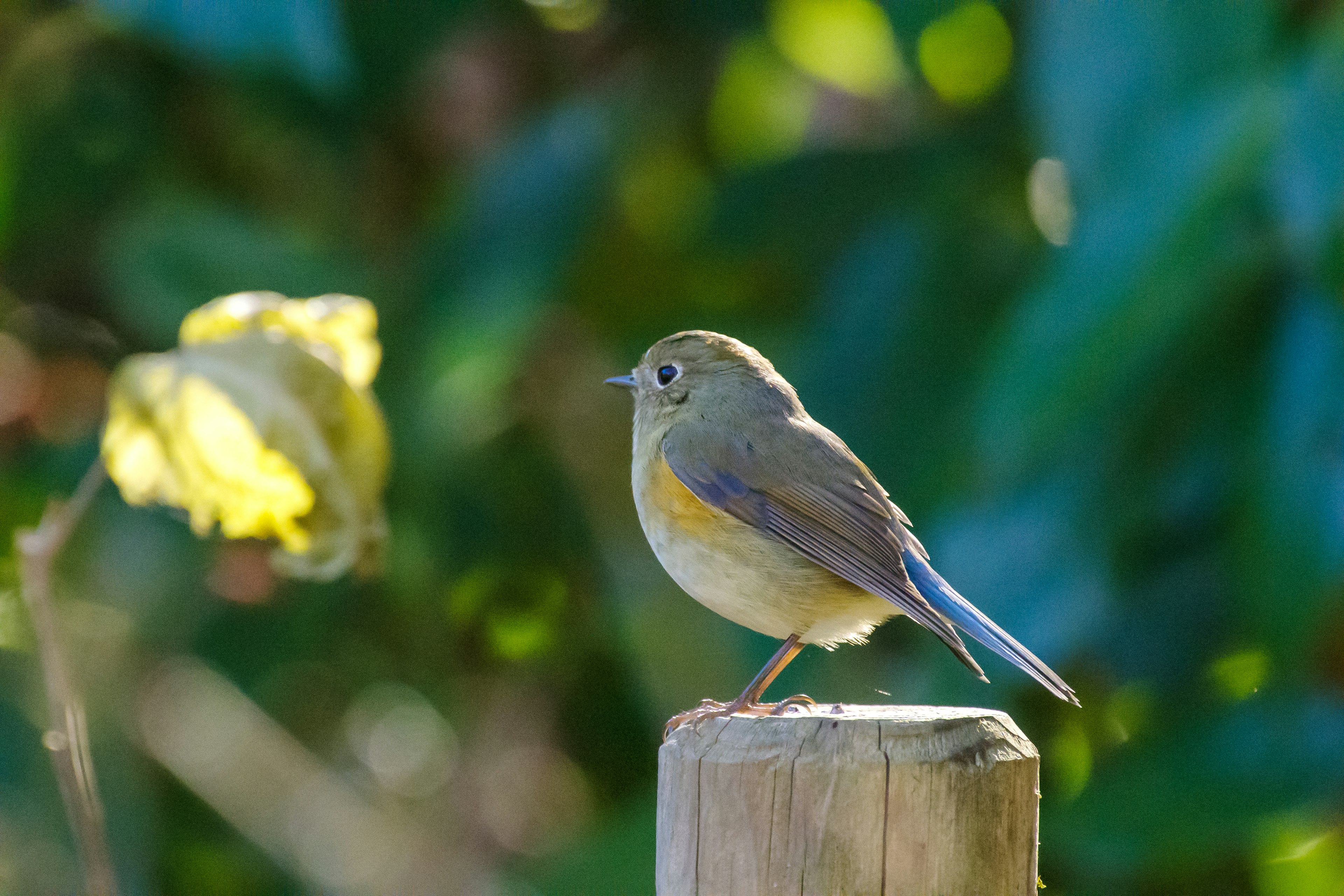 Un petit oiseau perché sur un poteau en bois avec des feuilles vertes en arrière-plan