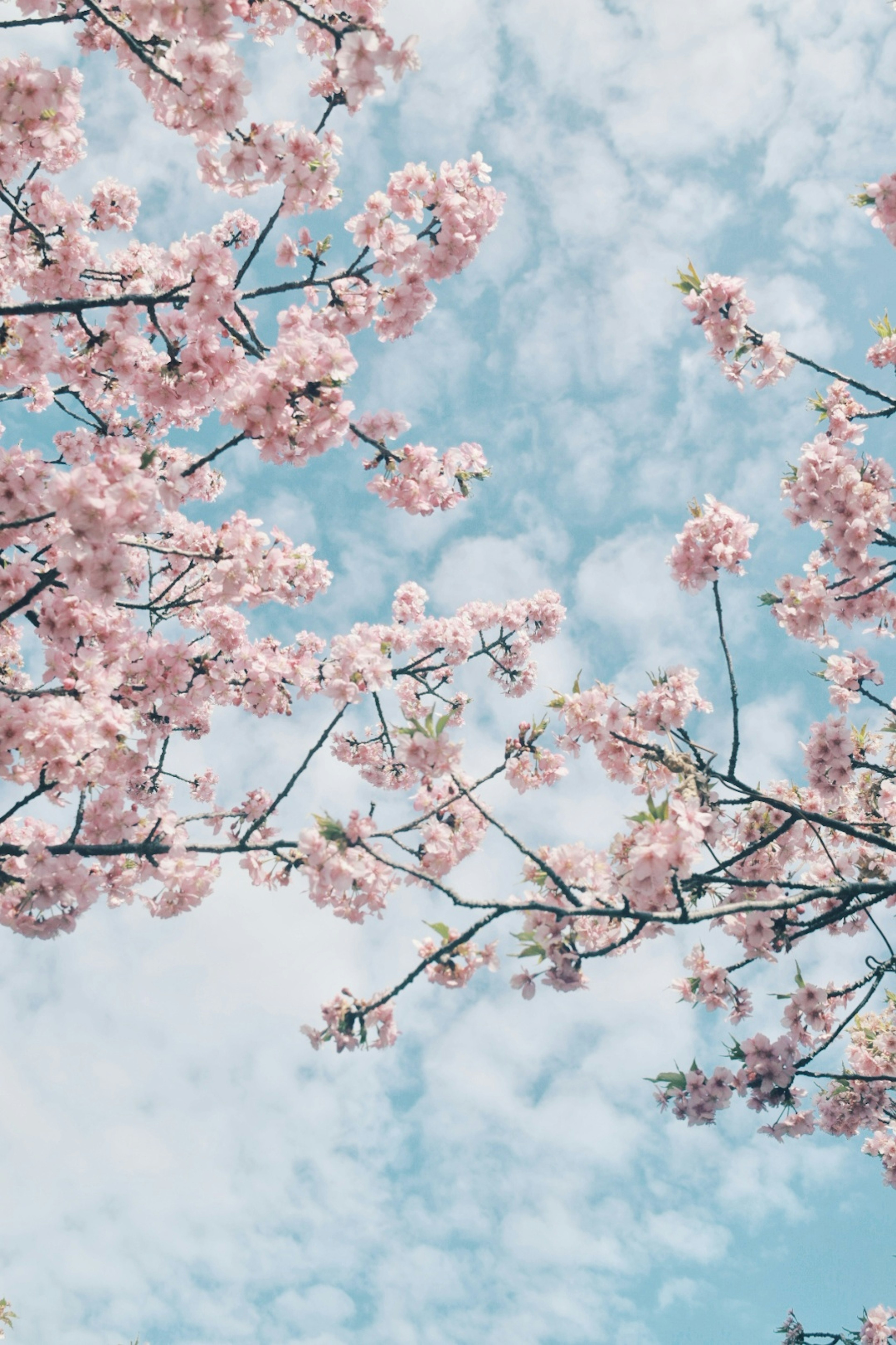 青空に咲く桜の花が特徴的な画像