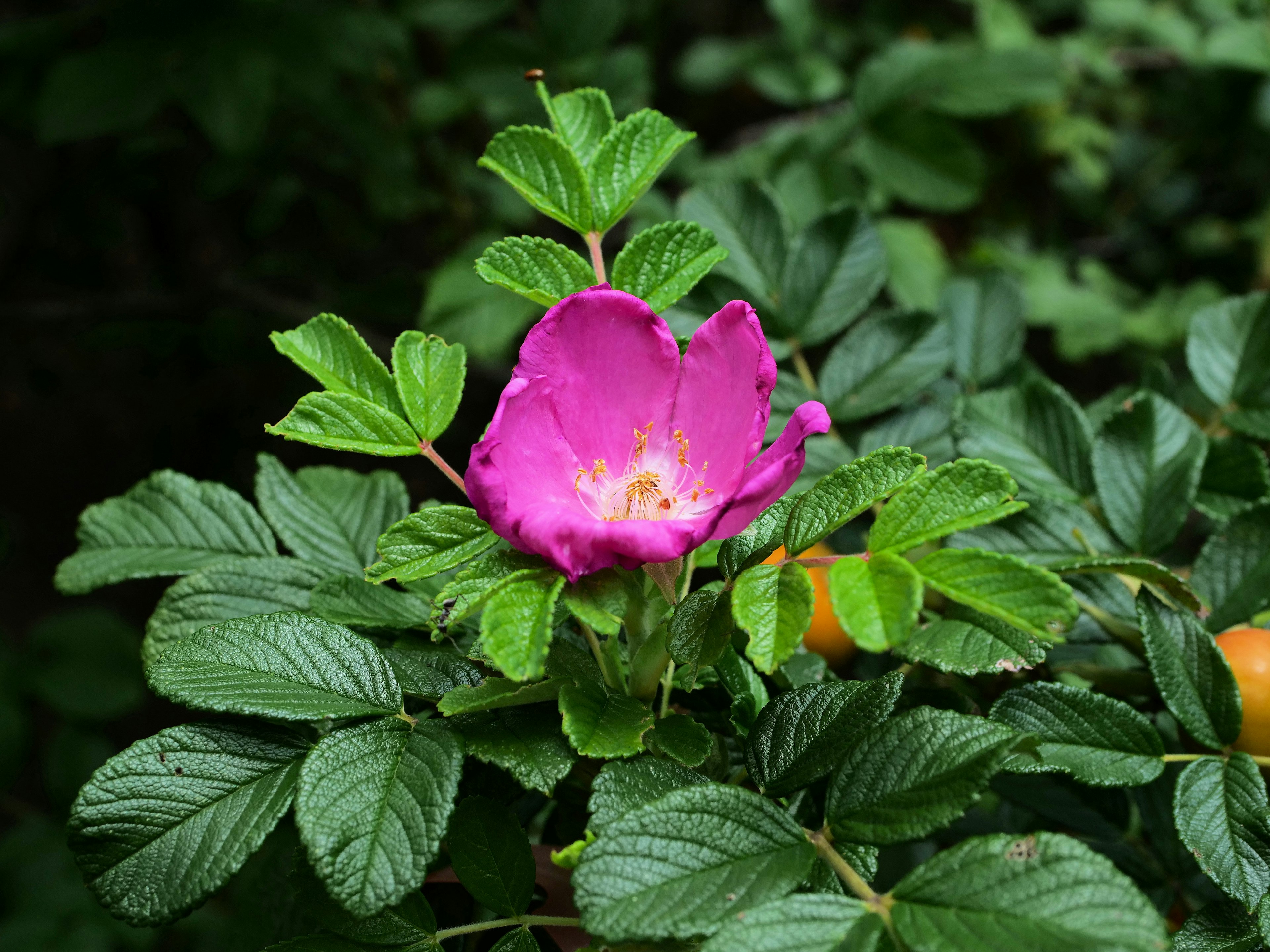 Fiore rosa vivace con foglie verdi lussureggianti che contrastano magnificamente