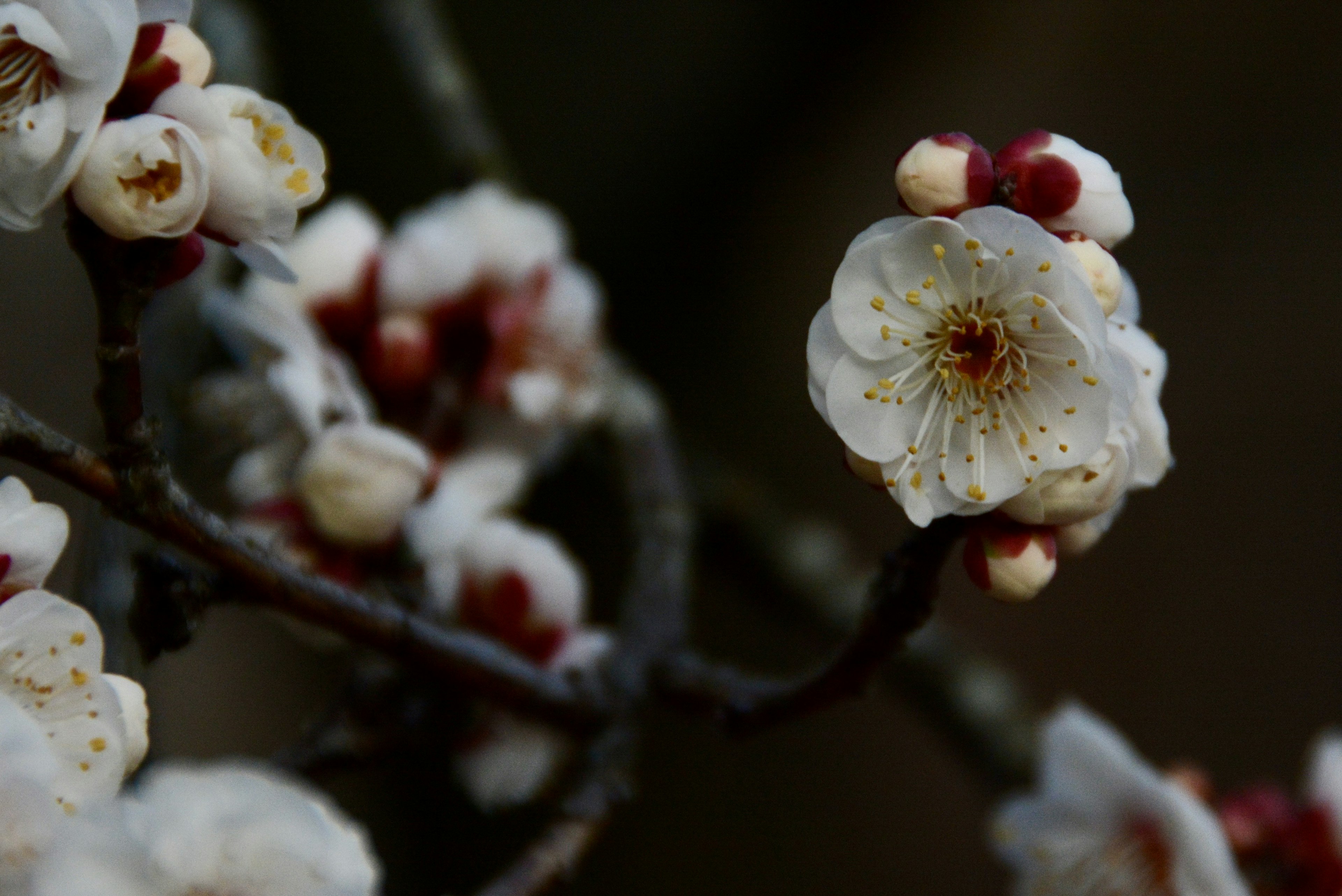 Primo piano di un ramo di pruno con fiori bianchi e gemme