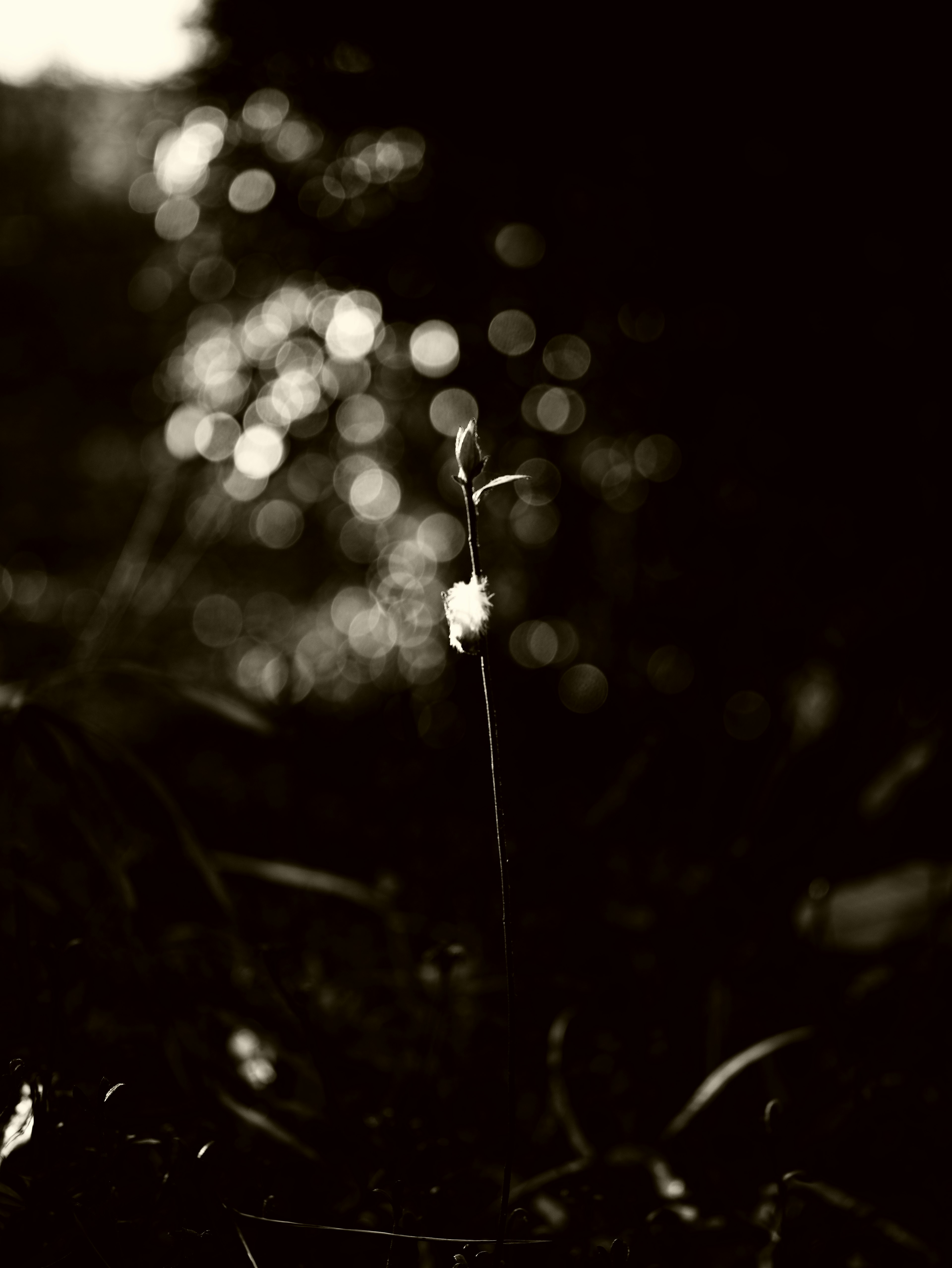 A small plant stem standing in dim light with a blurred background of light