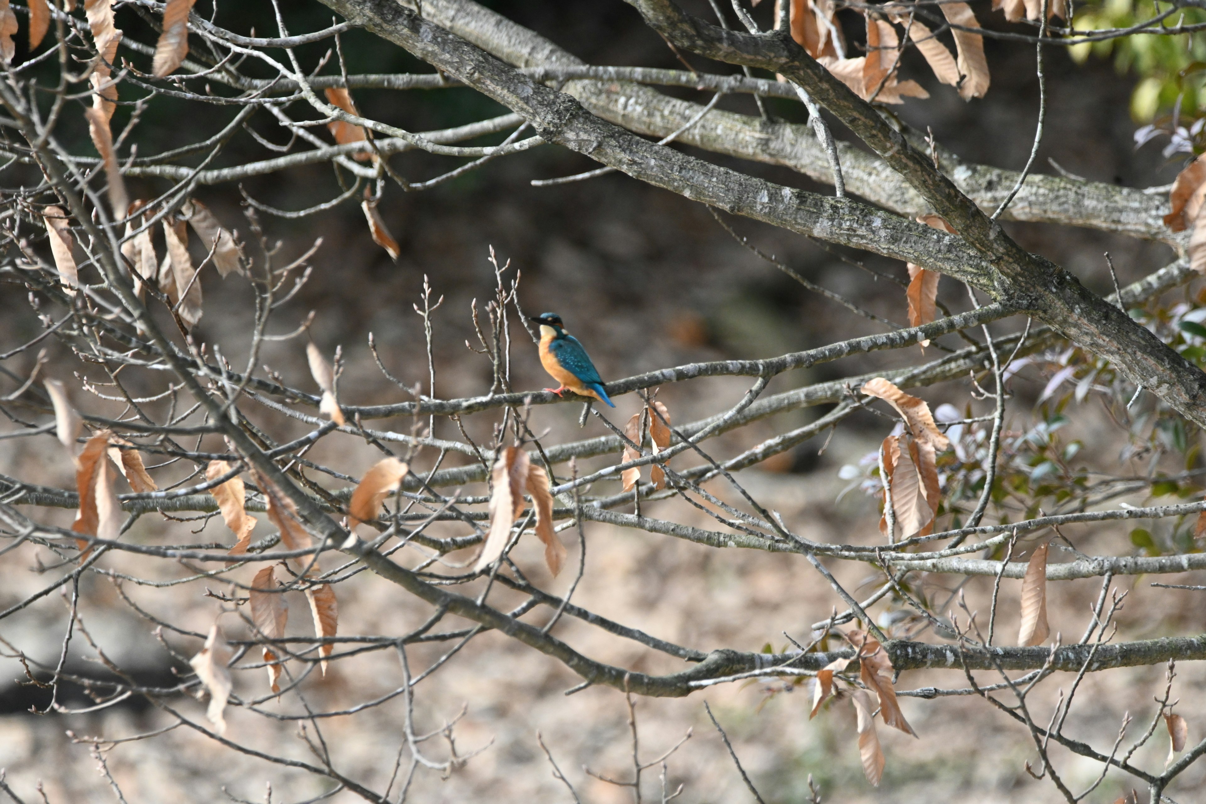 Un martin-pêcheur perché sur une branche avec des plumes bleu vif et des feuilles sèches autour