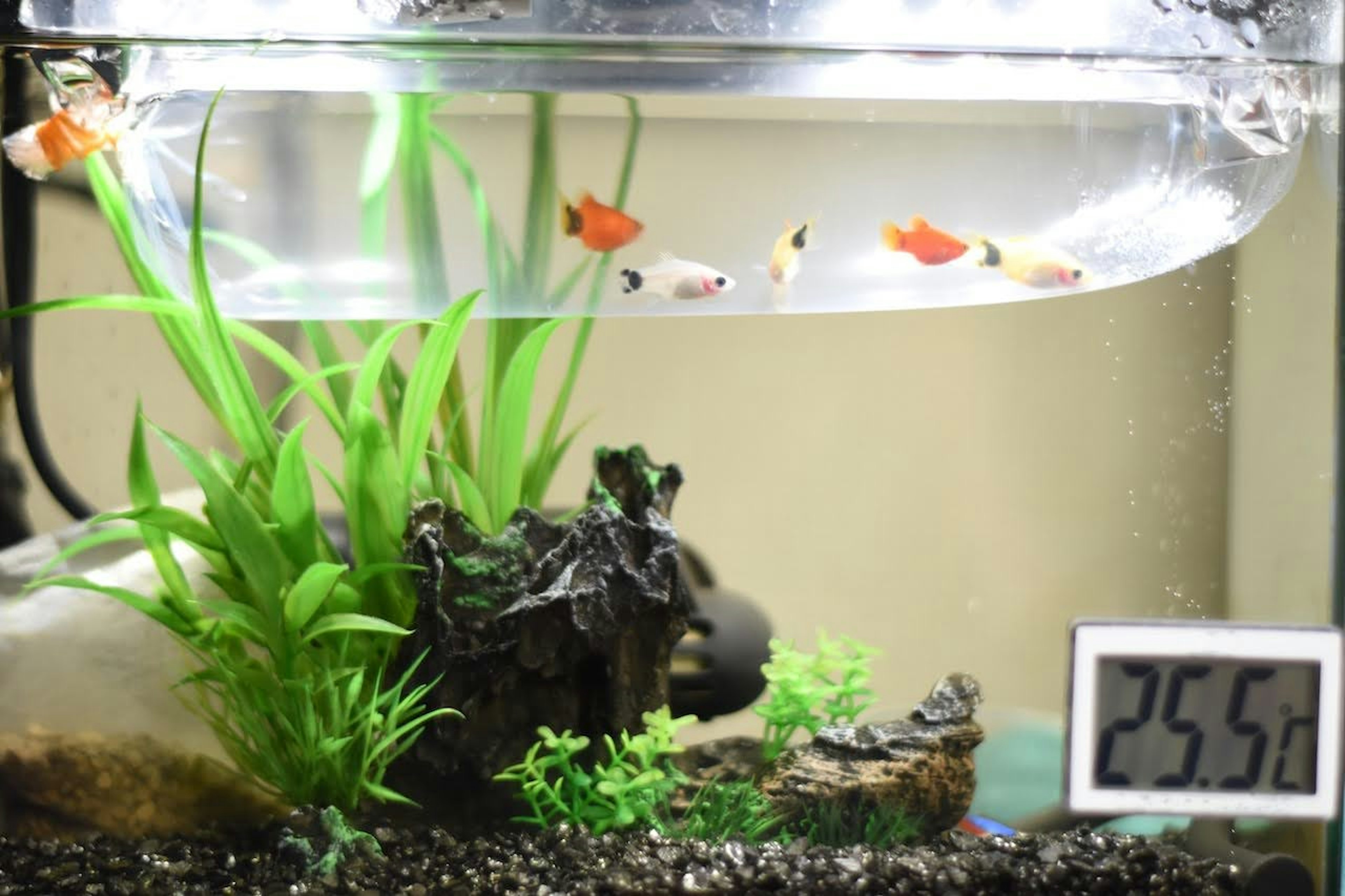 Peces pequeños nadando en un acuario con plantas verdes mostrando una temperatura de 25,5 grados