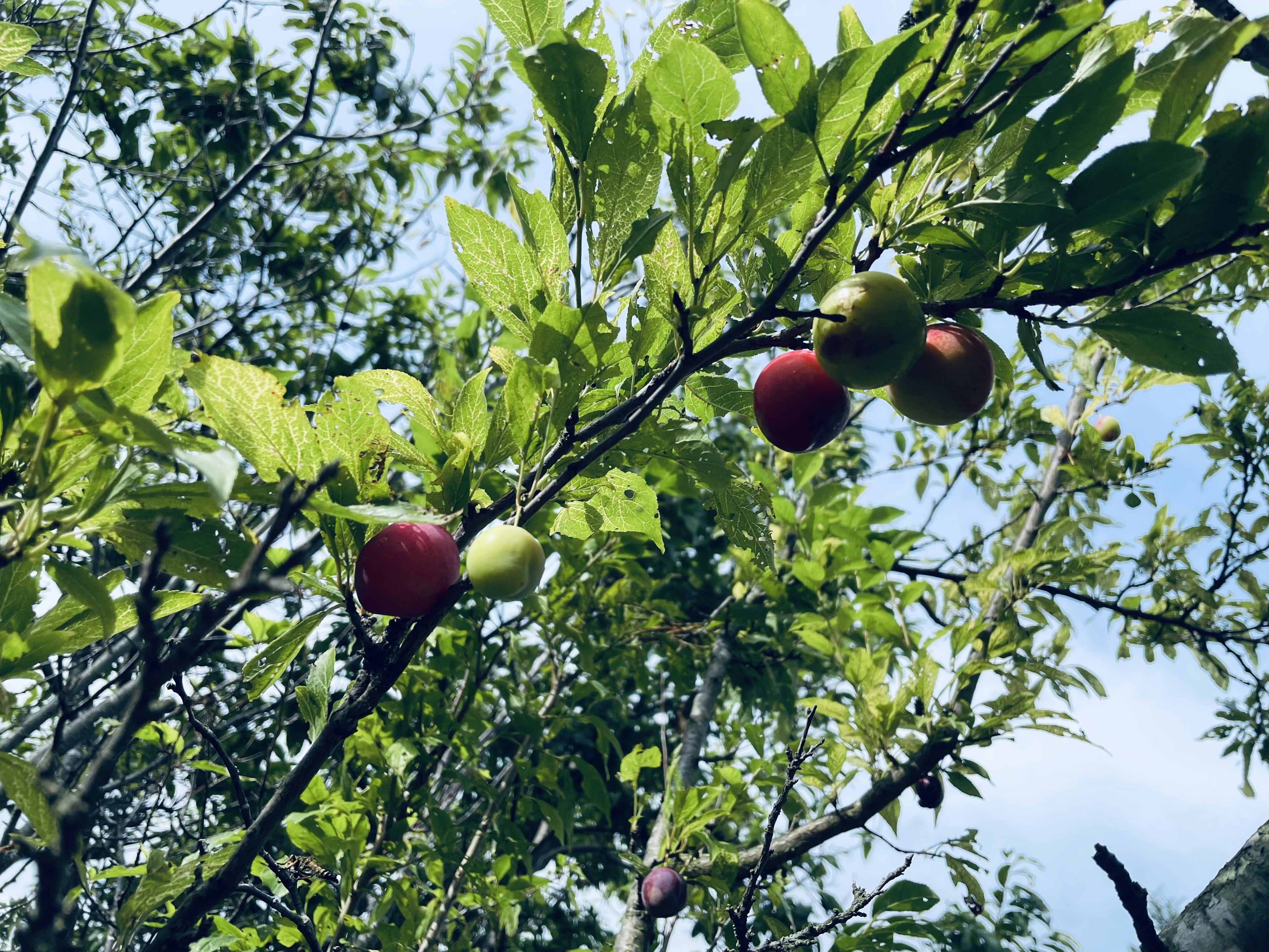 A branch with red and green apples among lush green leaves