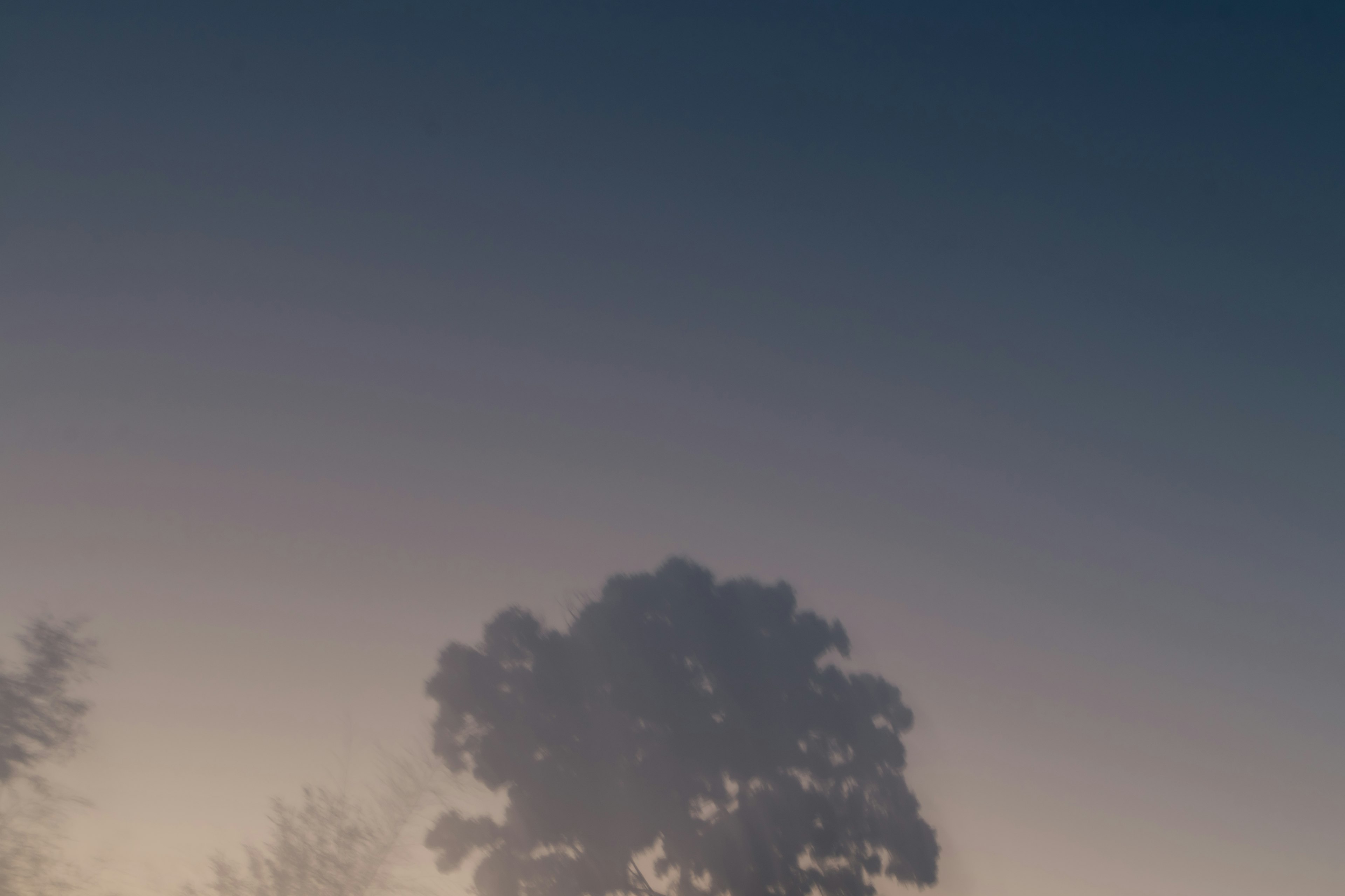 Silhouette eines Baumes im Nebel mit einem blauen Farbverlauf am Himmel