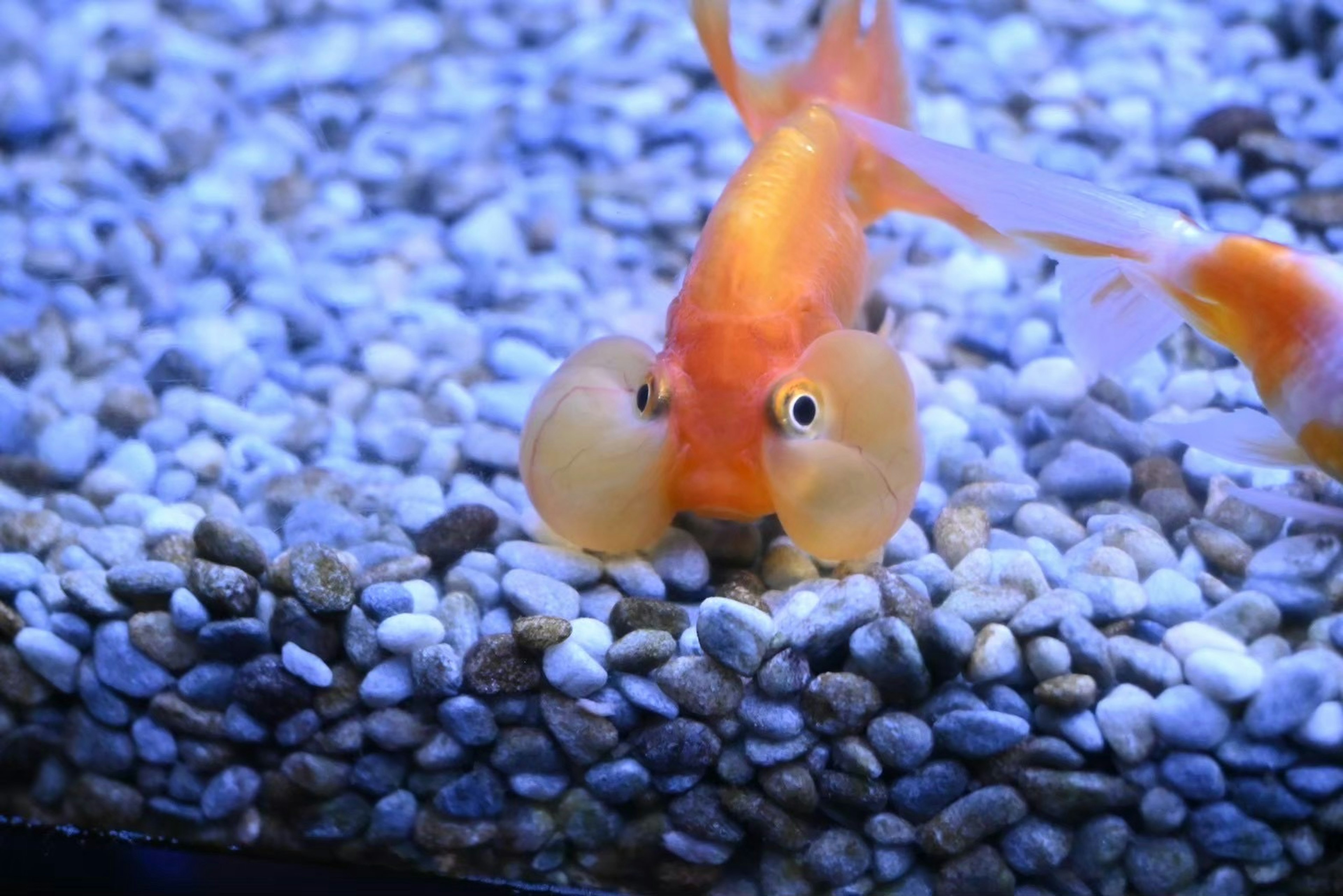 Un pez dorado naranja nadando entre piedras en un acuario