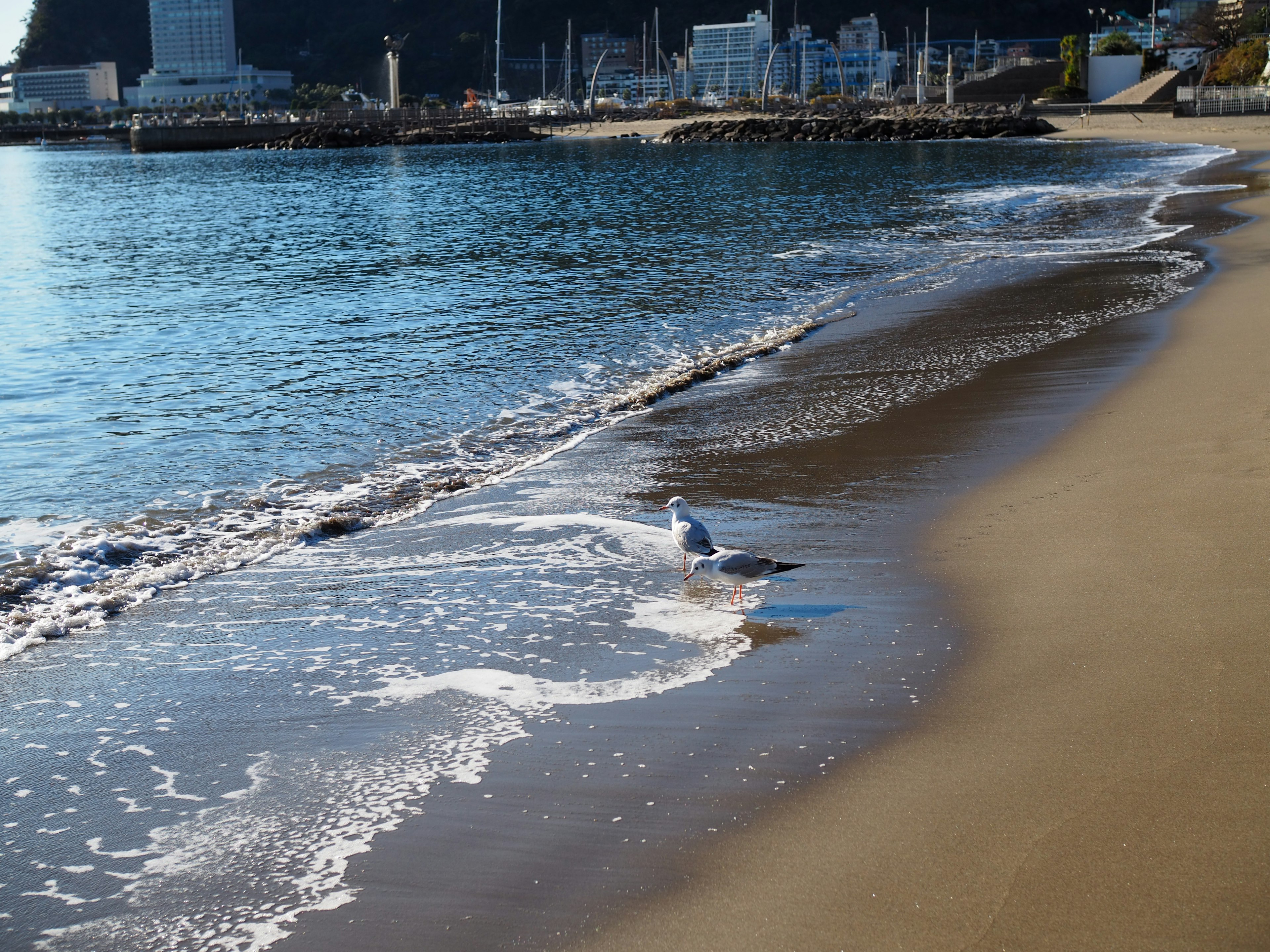 Strand mit sanften Wellen und einer Möwe