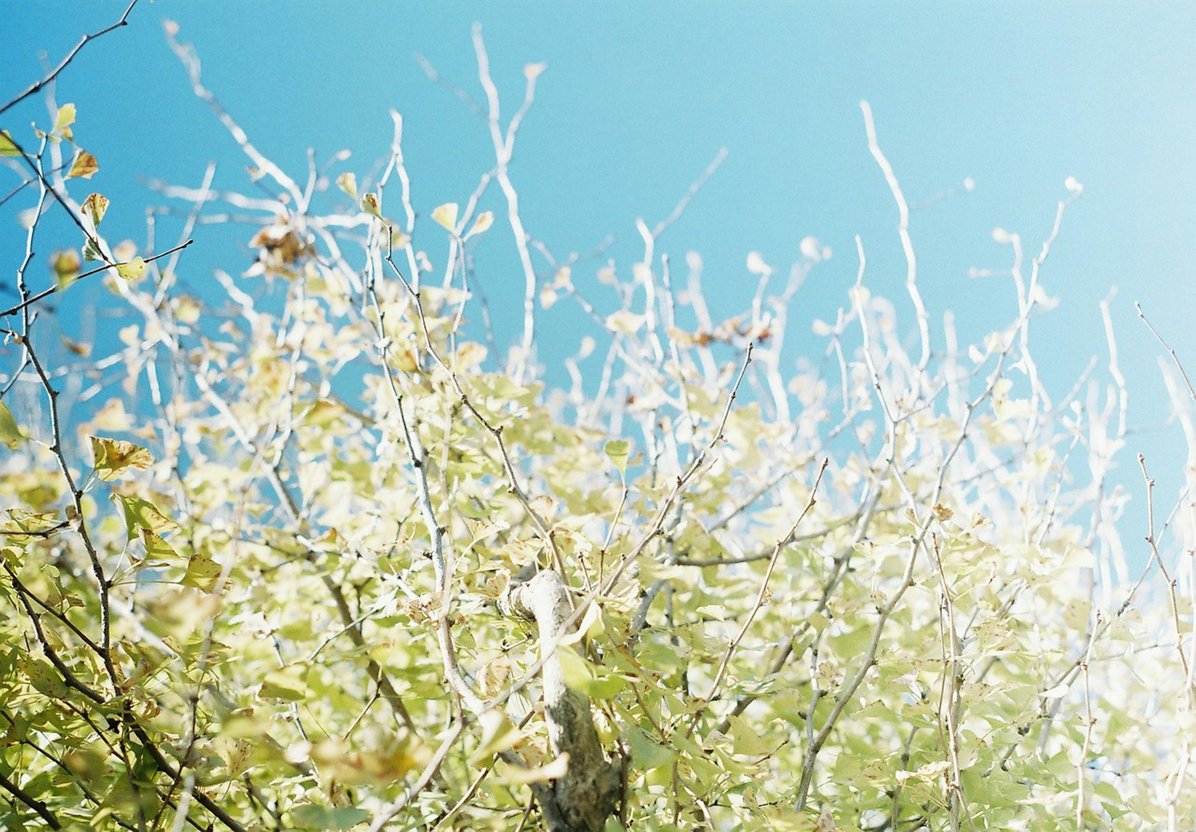 Close-up of tree branches with bright leaves against a clear blue sky