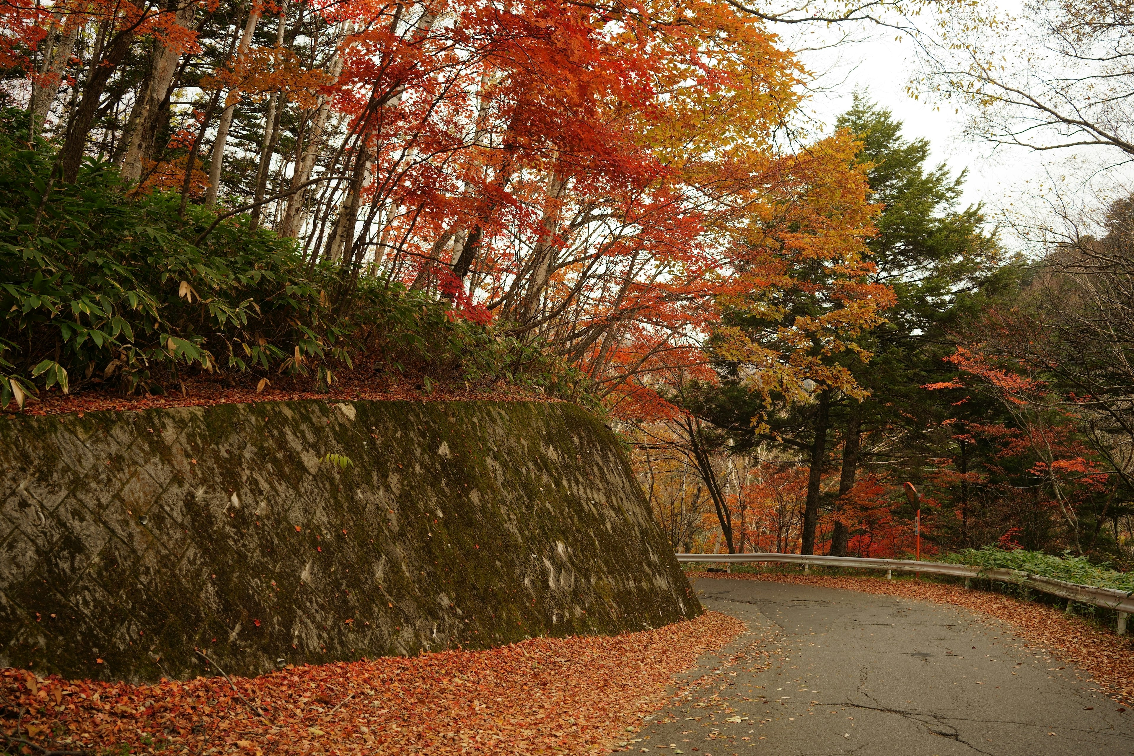 秋の紅葉に包まれたカーブした道路と色づいた木々