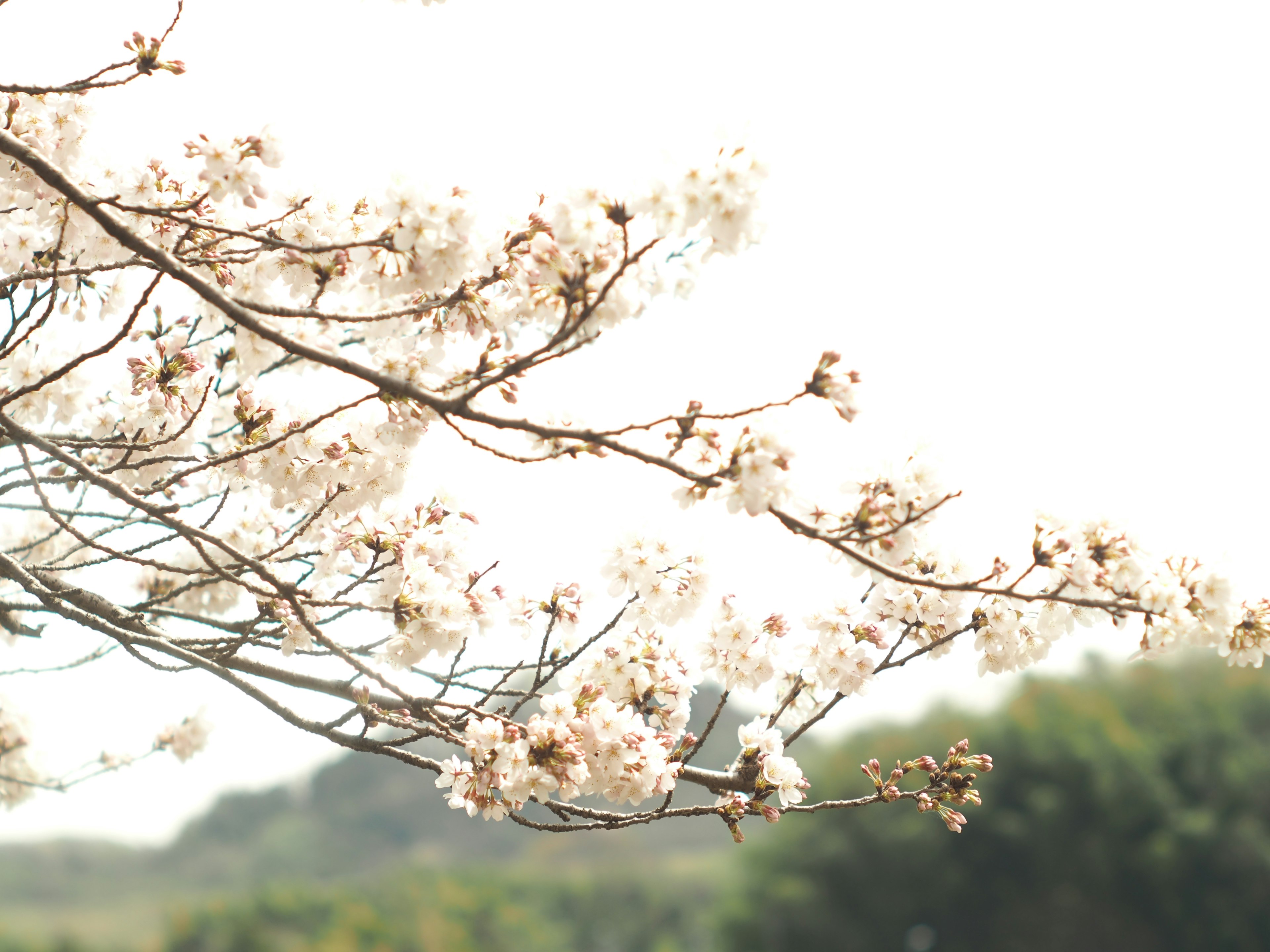 밝은 배경의 흰 꽃이 있는 벚꽃 가지 클로즈업