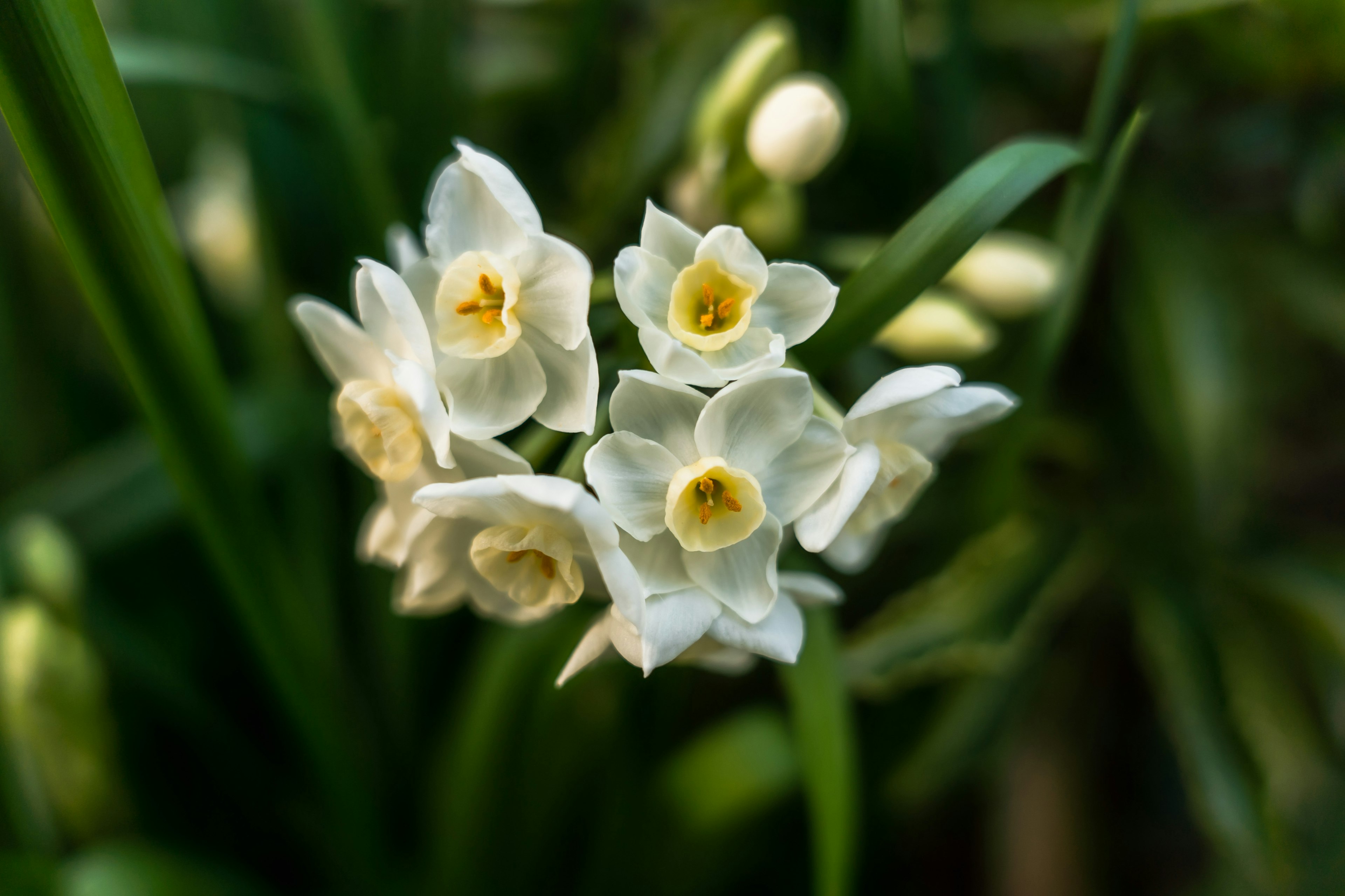 白い花と黄色い中心を持つ水仙の花束