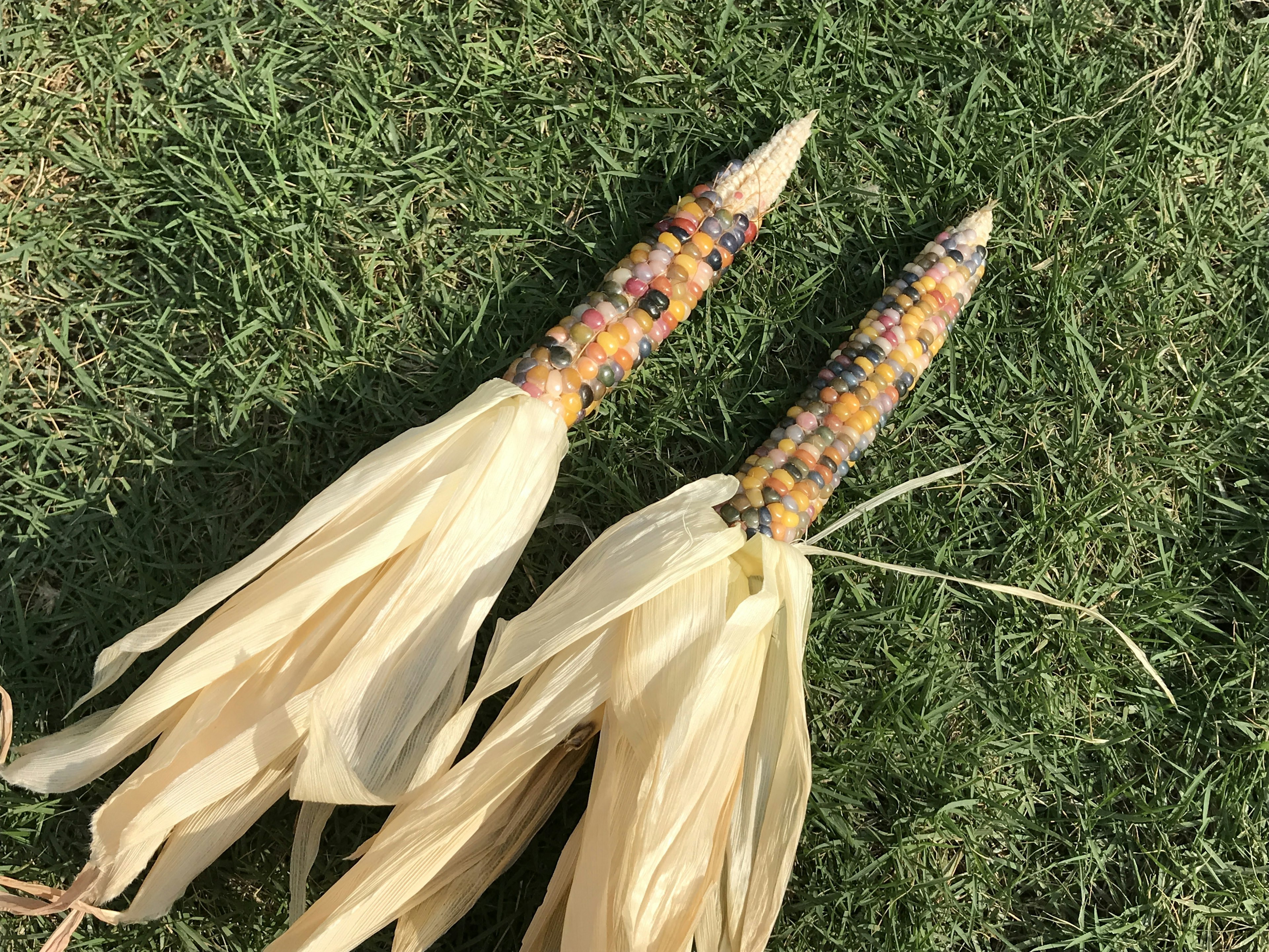 Two colorful corn cobs placed on grass