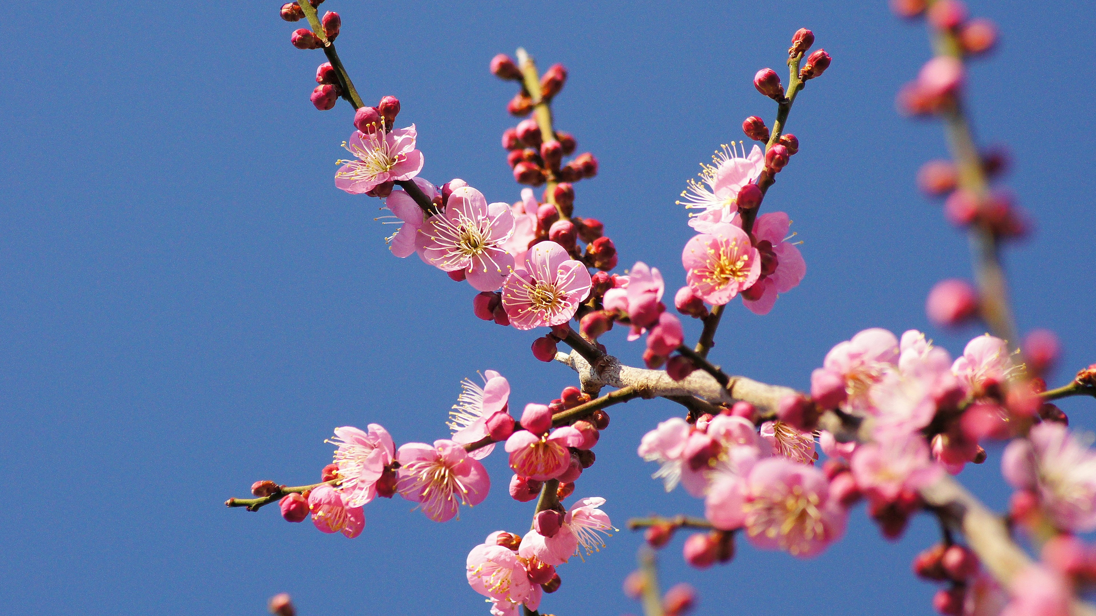 Rami di fiori di ciliegio in fiore contro un cielo blu