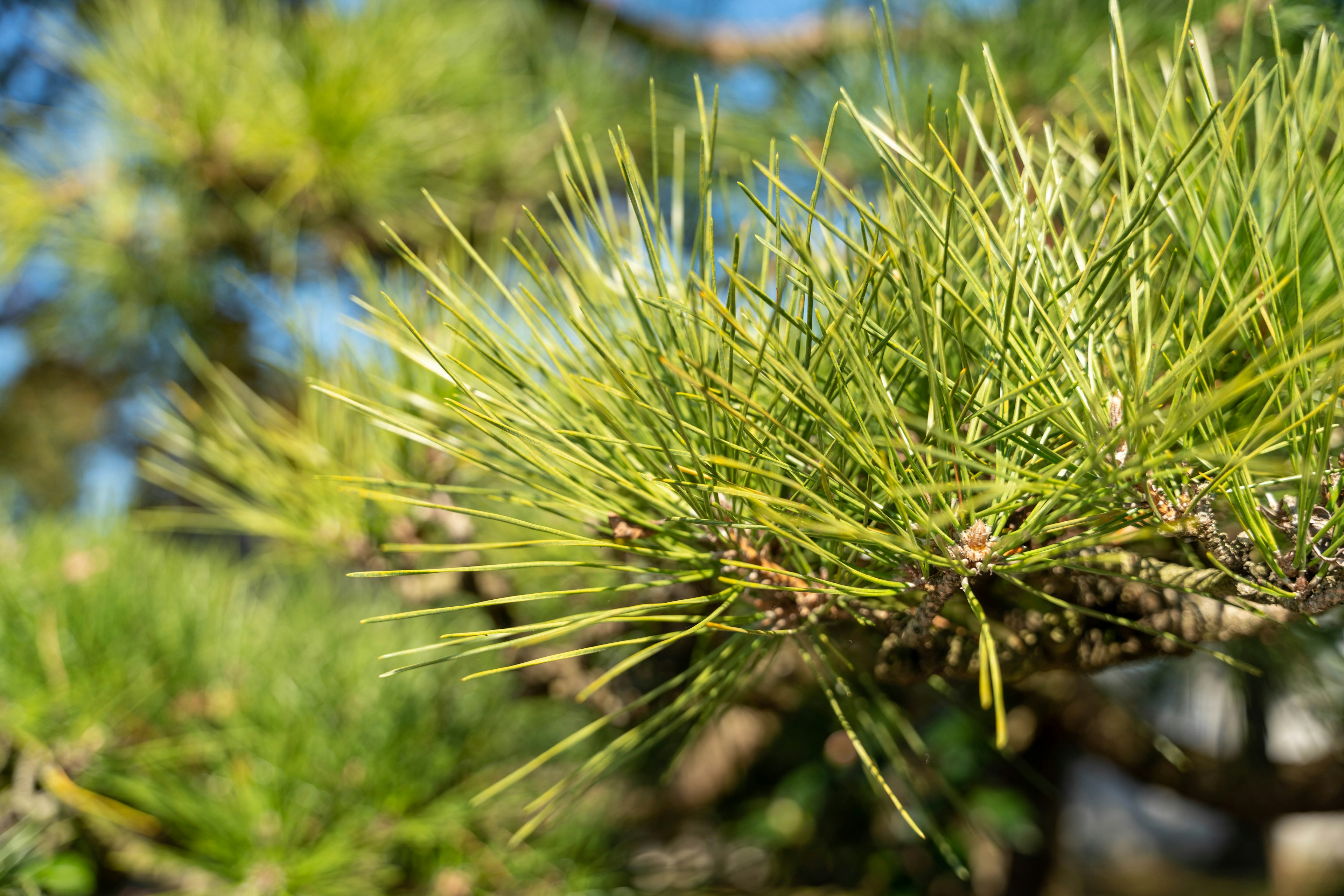 Close-up jarum pinus hijau di cabang