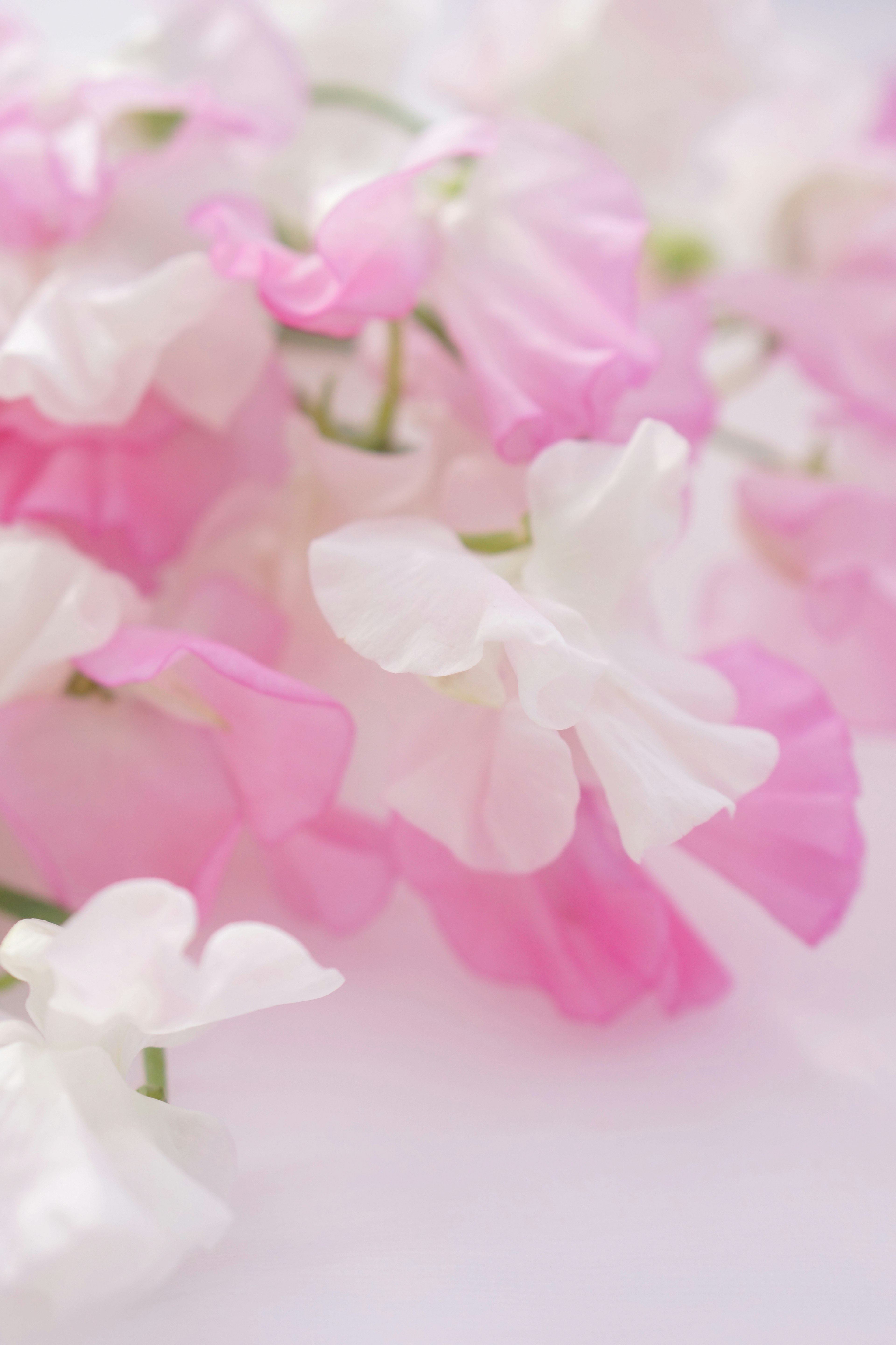 Primer plano de delicadas flores rosas y blancas