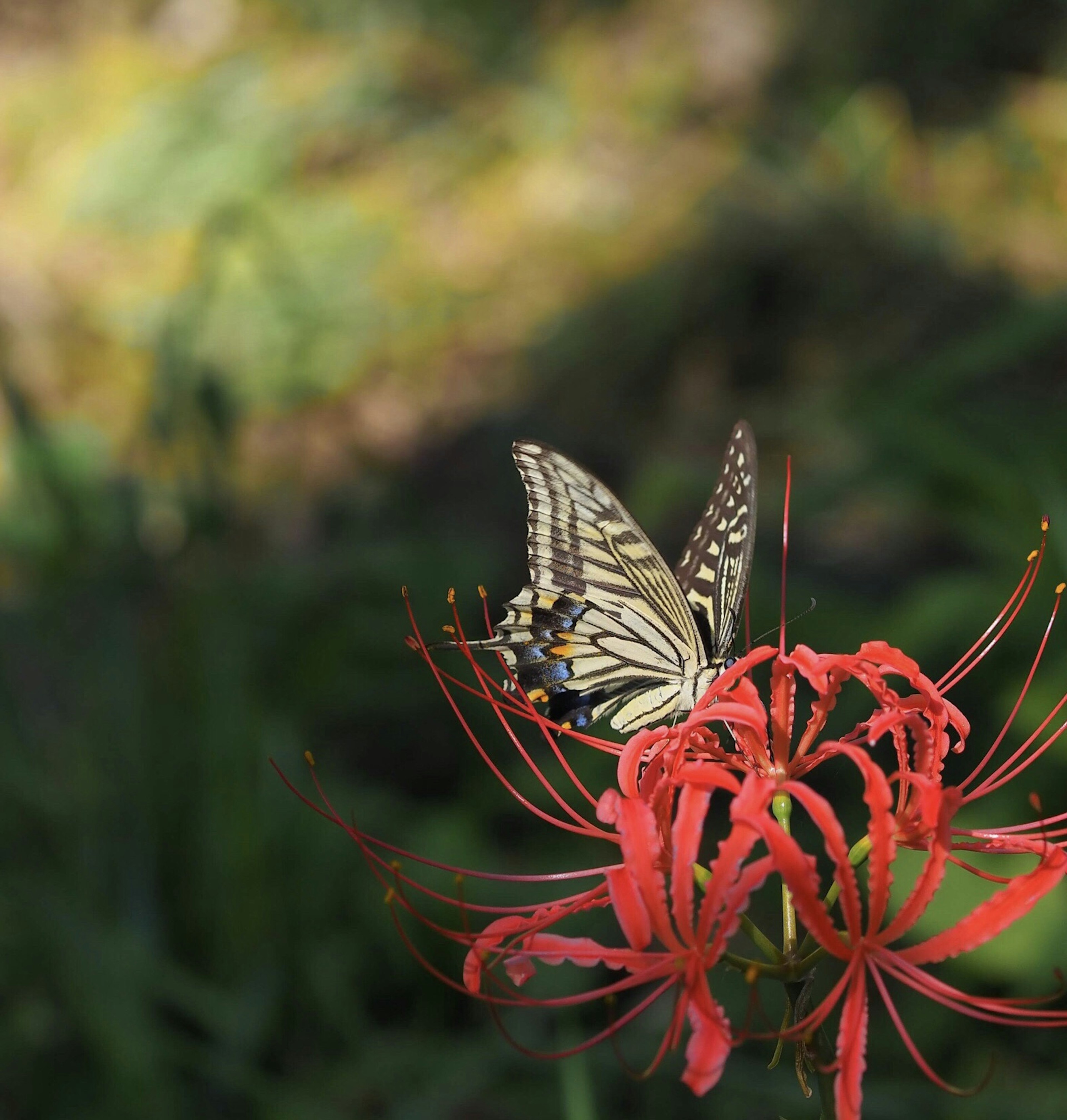 Schmetterling auf einer roten Blume mit verschwommenem grünem Hintergrund