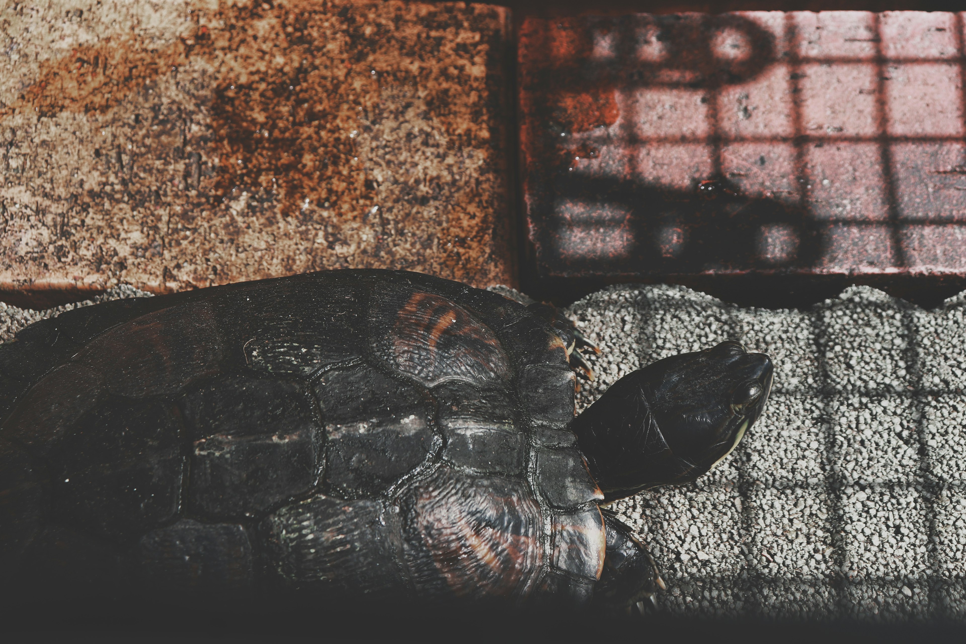 A turtle with a grid pattern reflected on its shell with textured stone and metal background