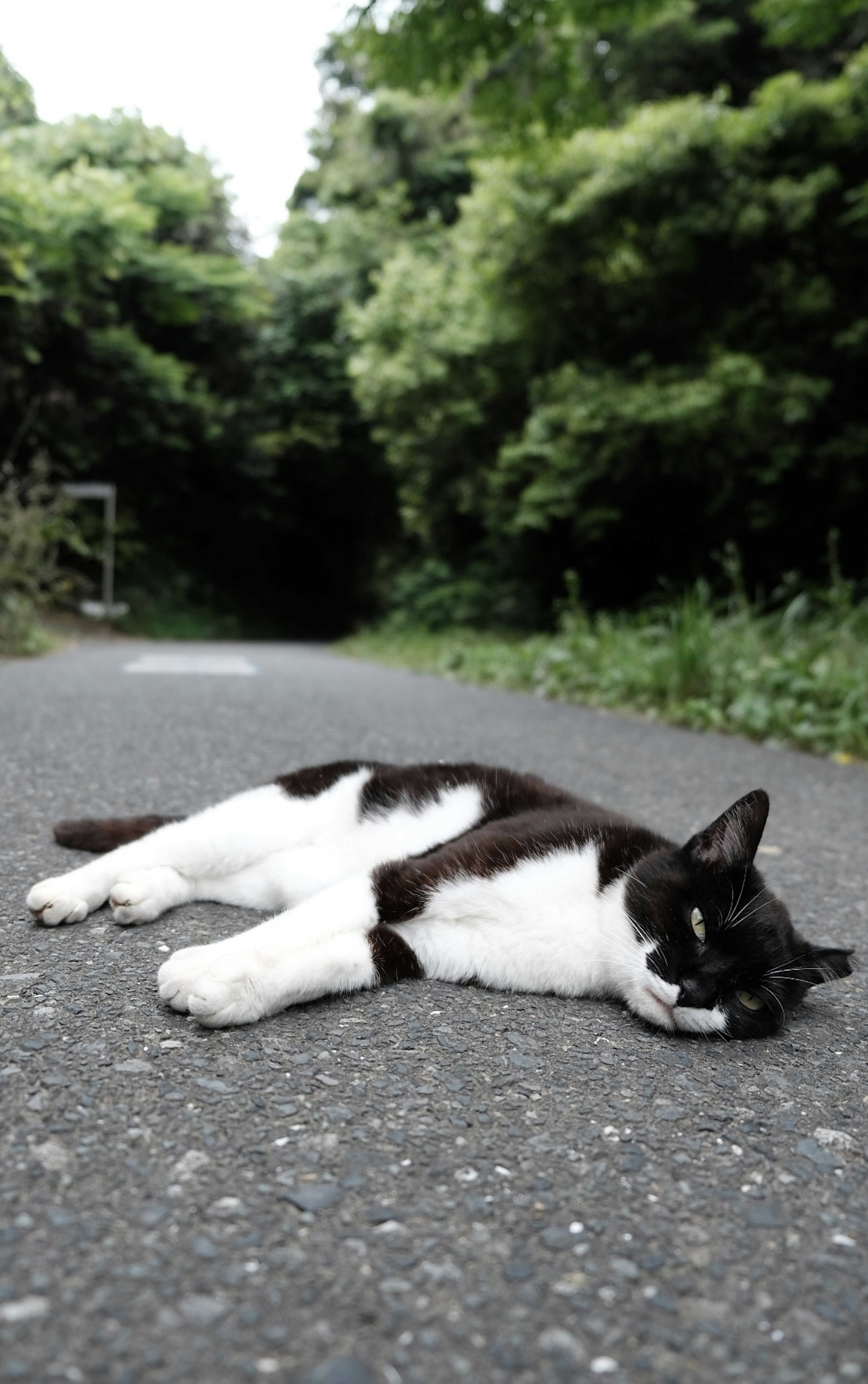 一只黑白相间的猫躺在路上，背景是郁郁葱葱的绿色