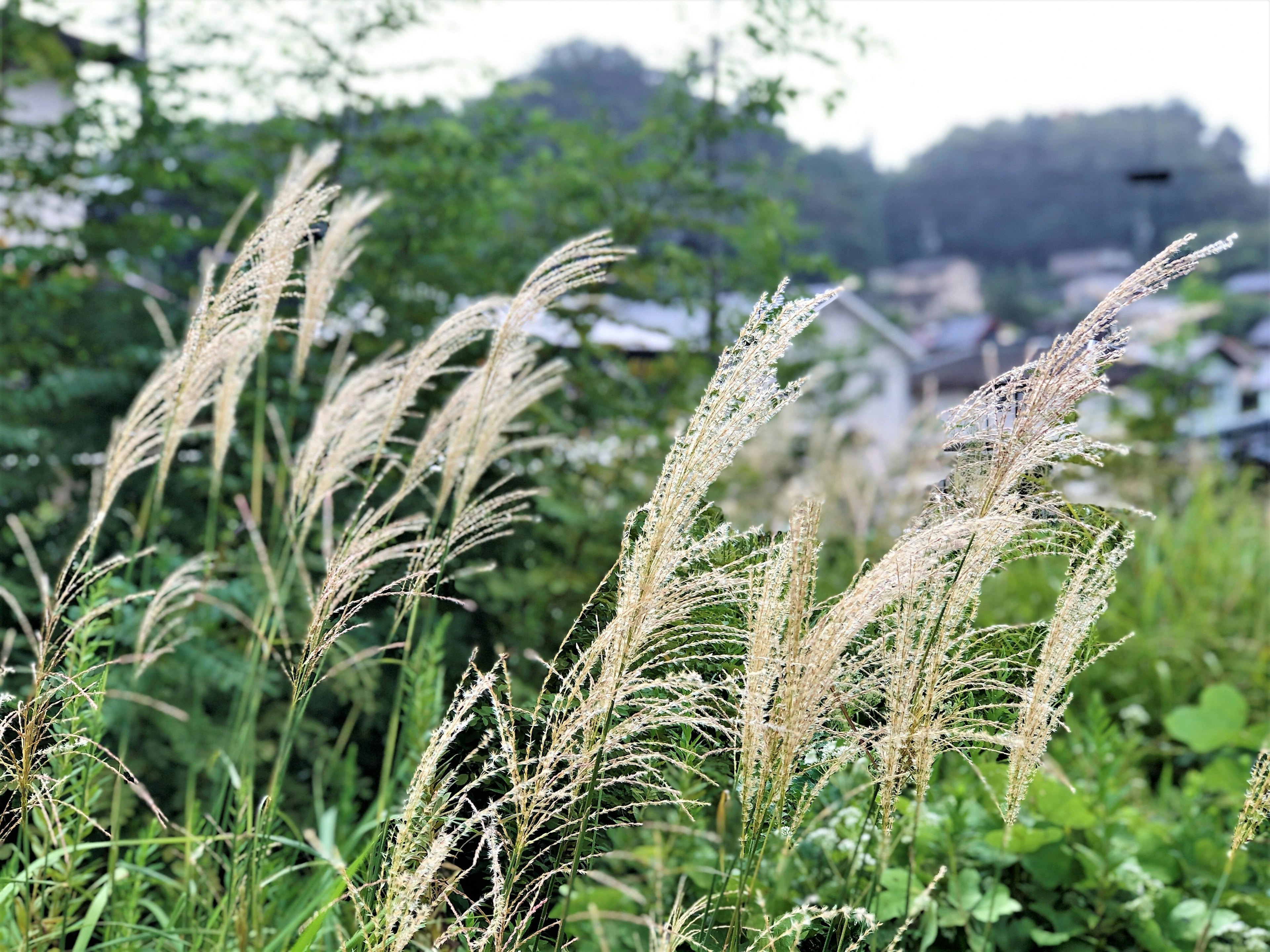 Group of pampas grass swaying in the wind with a green background