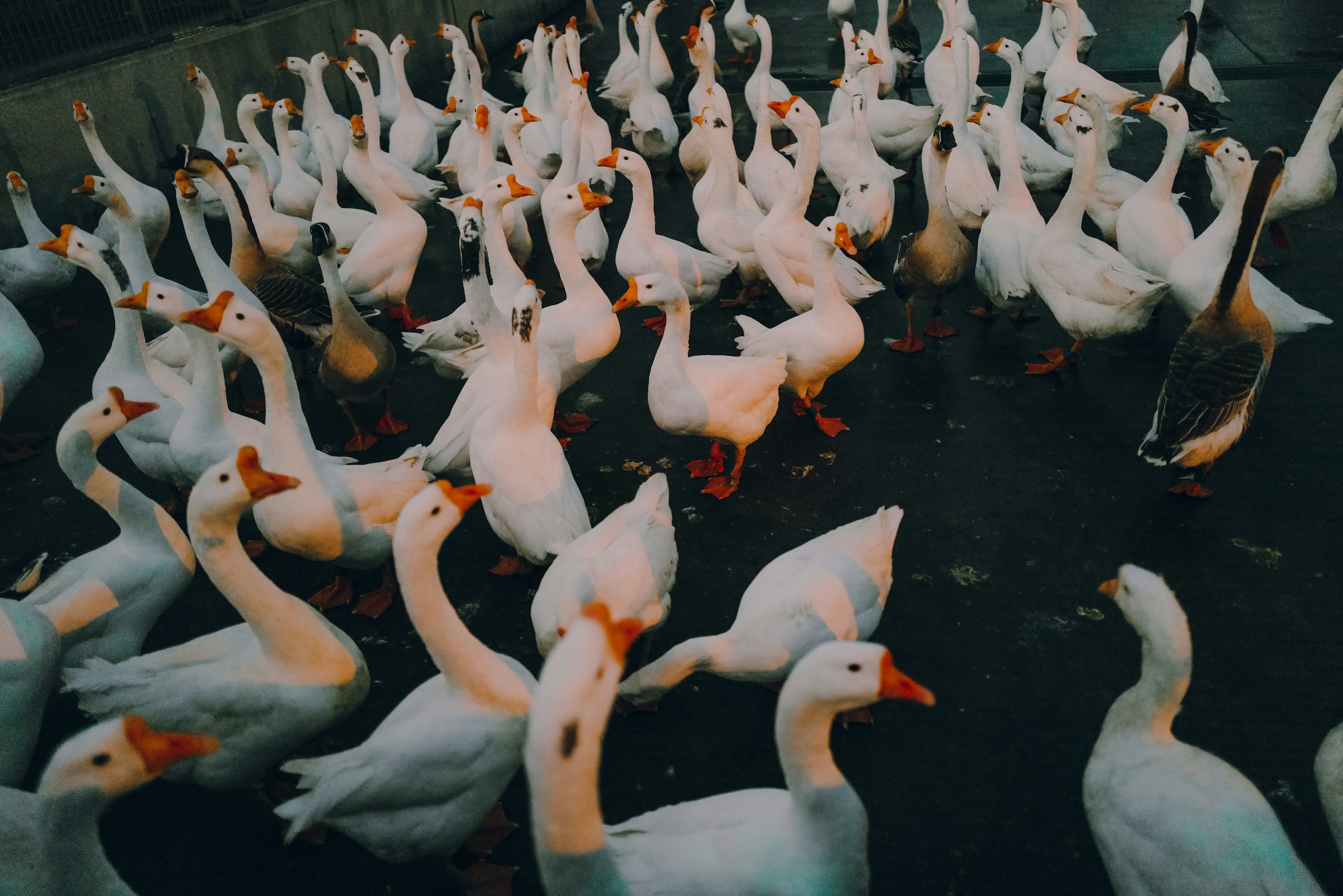 A flock of white geese gathered together