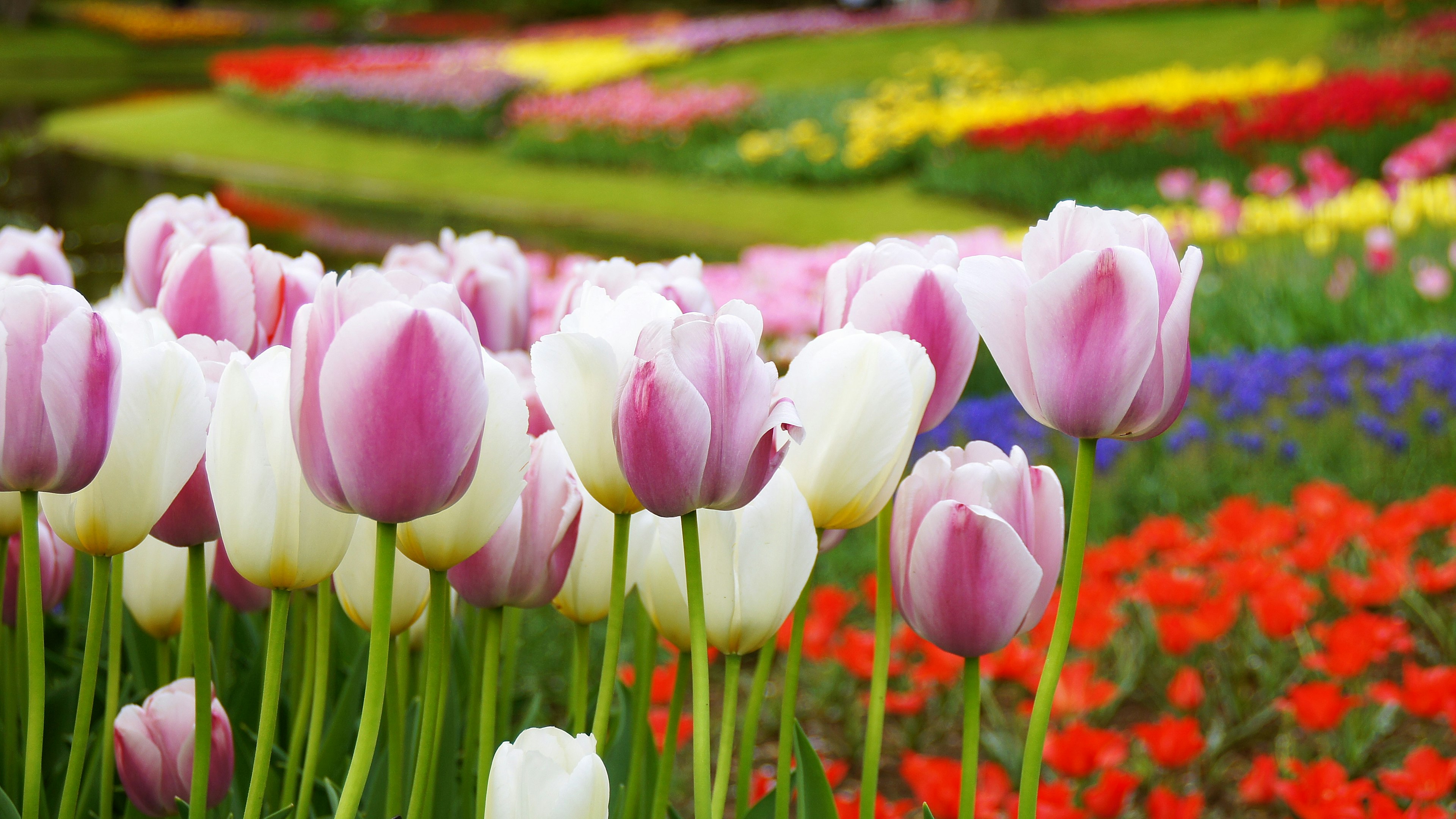 Wunderschöne Gartenszene mit bunten Tulpen in voller Blüte