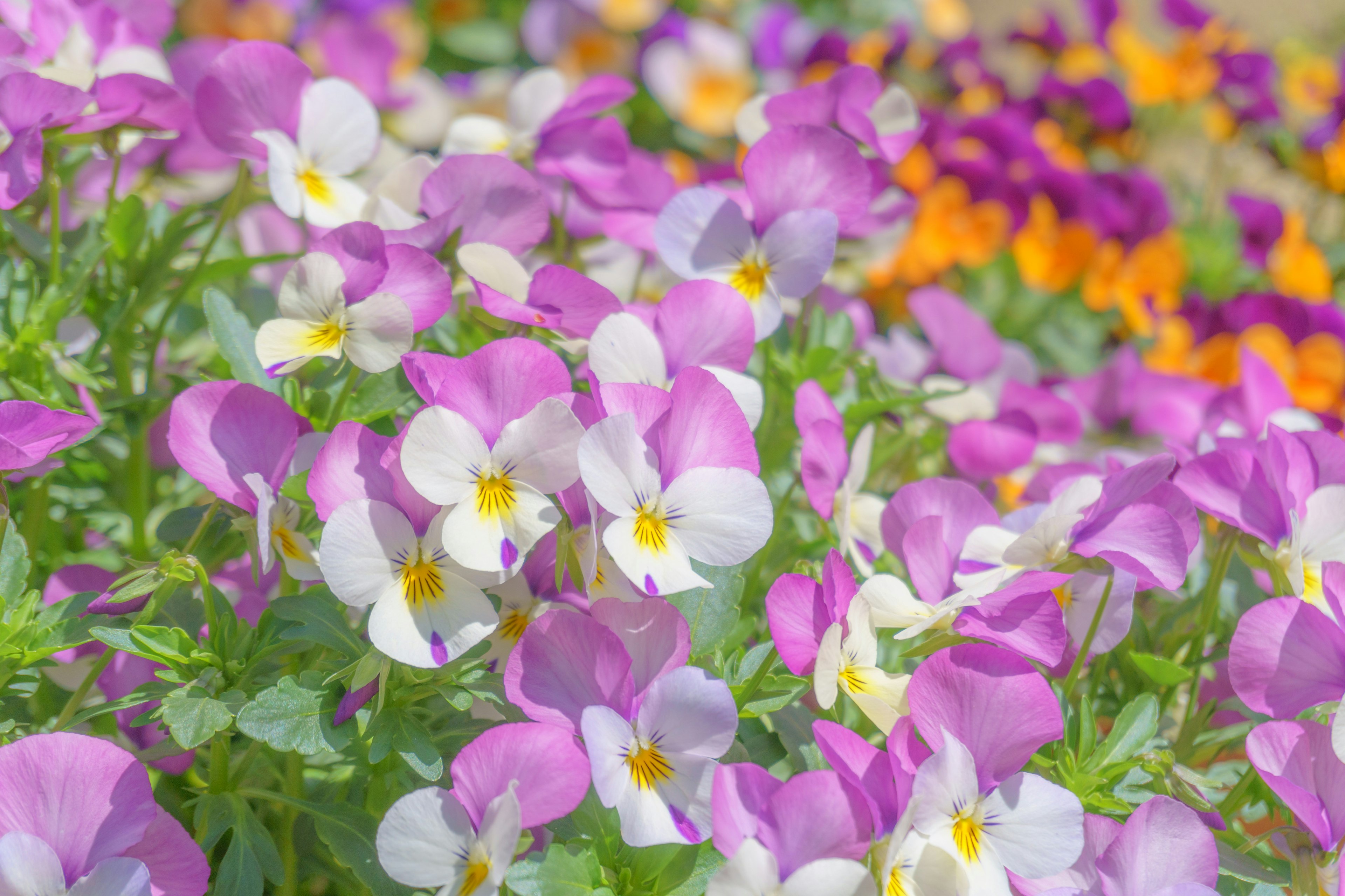 Flores vibrantes en tonos de rosa, blanco y naranja floreciendo juntas