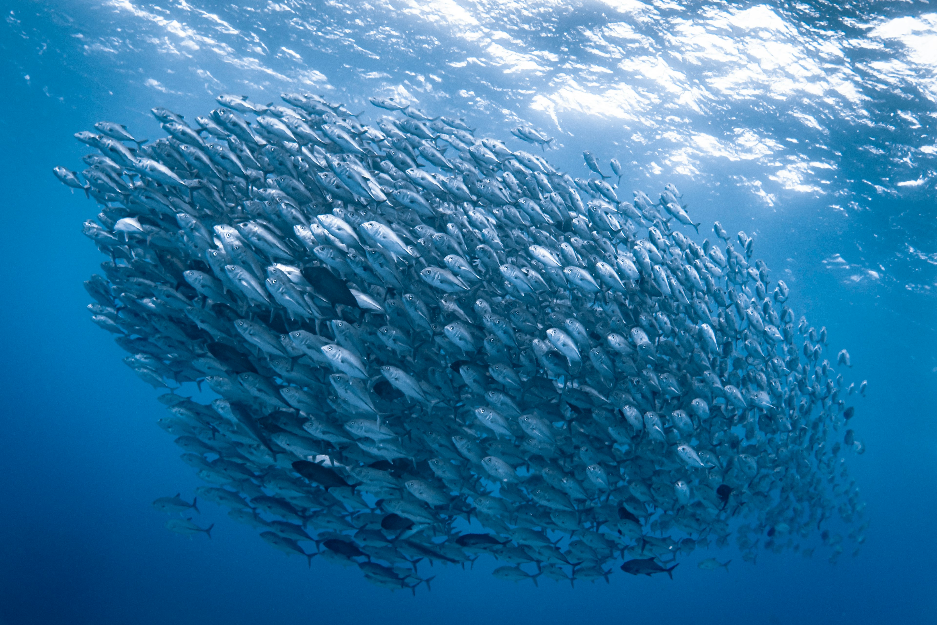 水中で泳ぐ魚の群れが青い海の中で形成されている