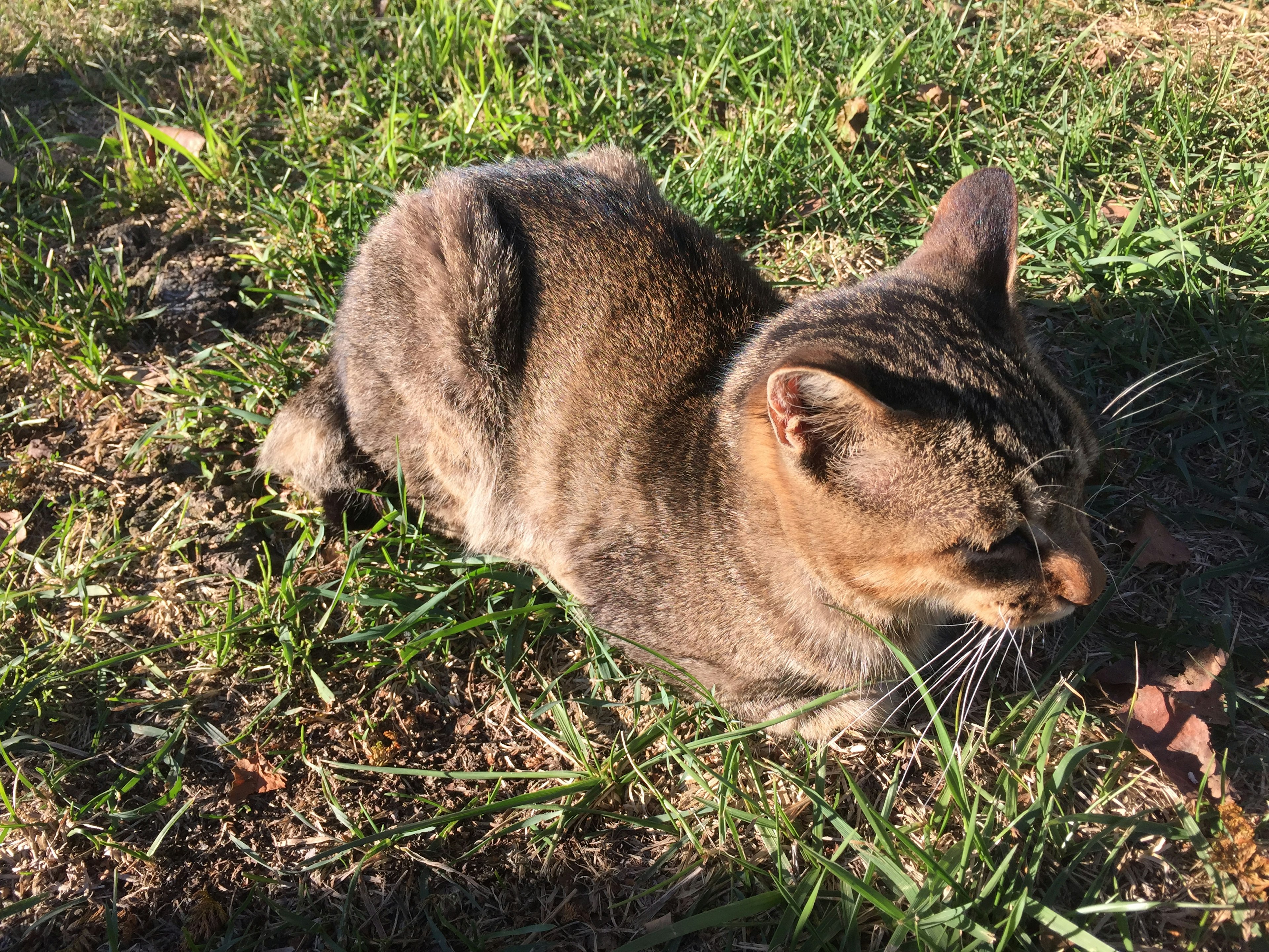 Brown striped cat lying on grass