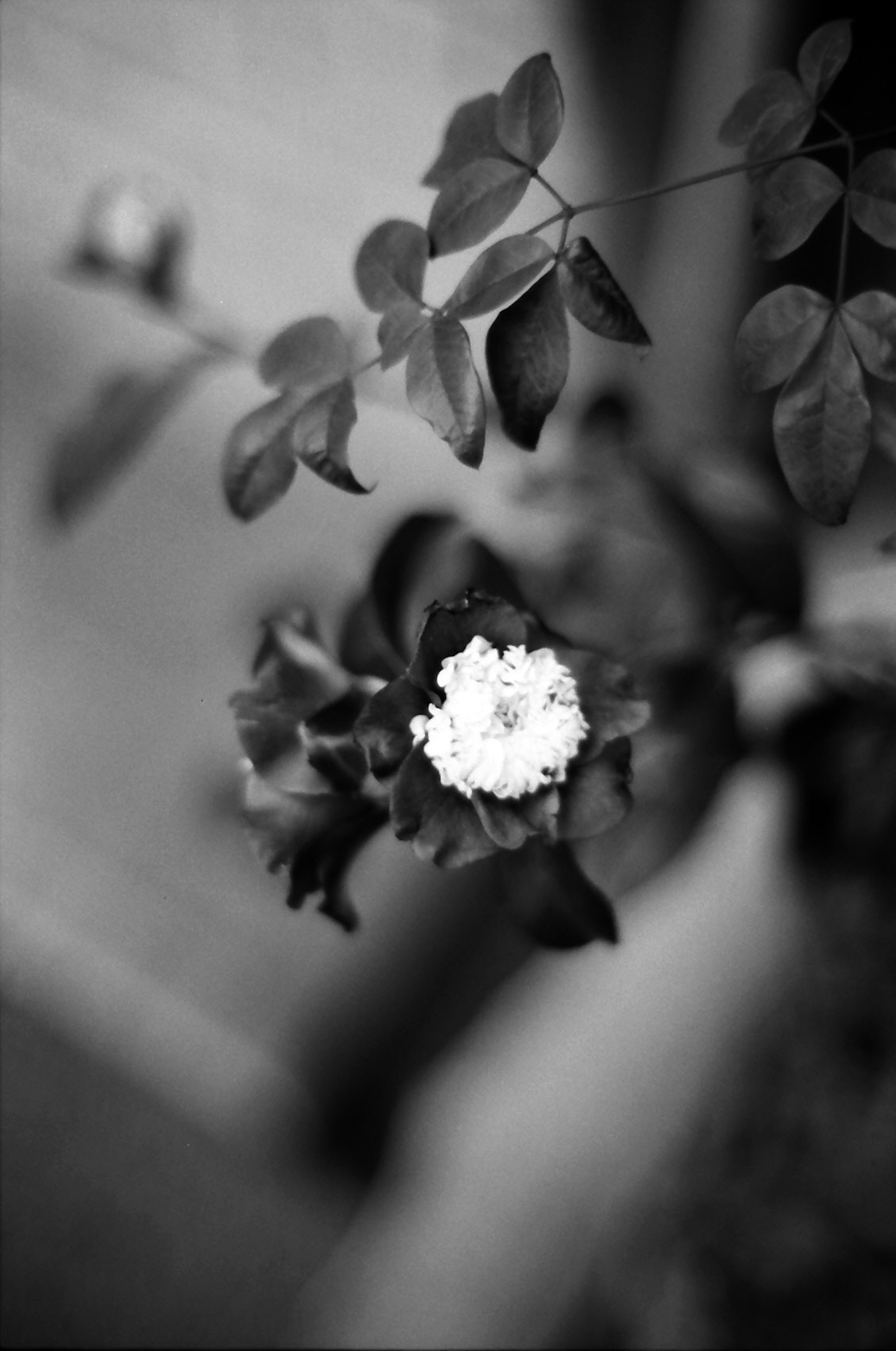 Black and white image of a plant with a white flower and green leaves