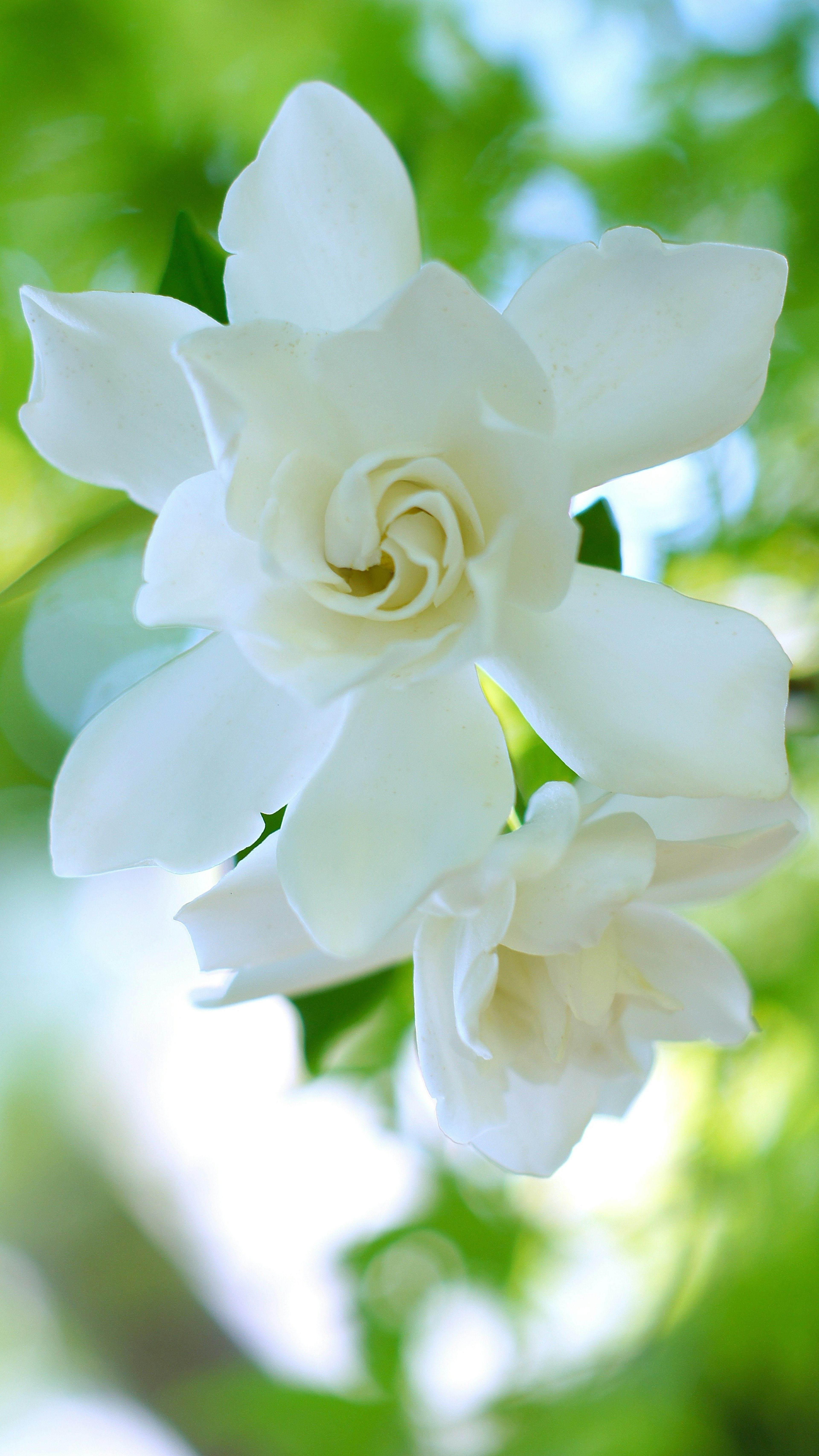 Schöne Gartenszene mit blühenden weißen Blumen