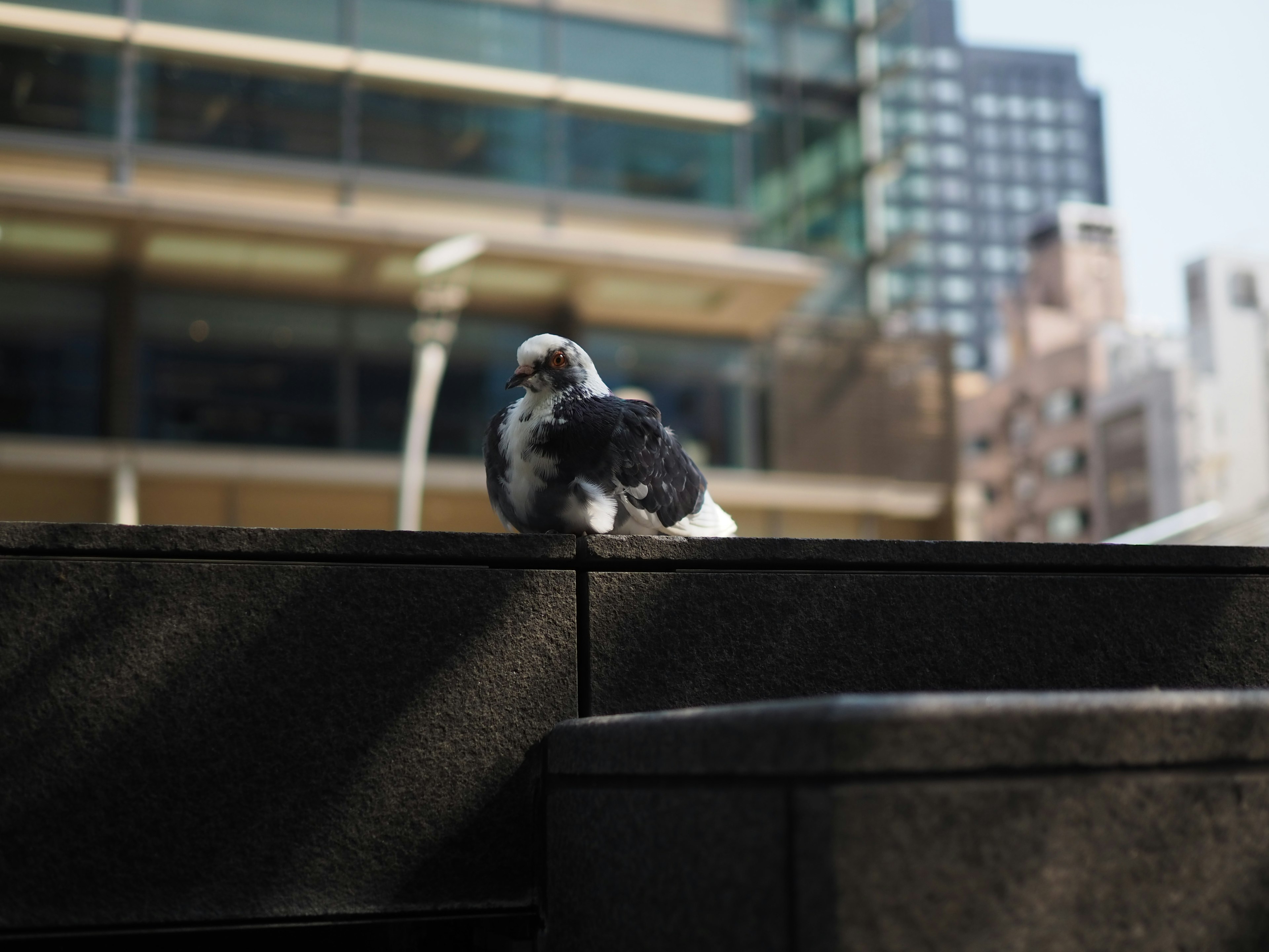 街中の石の上に座る鳩の写真