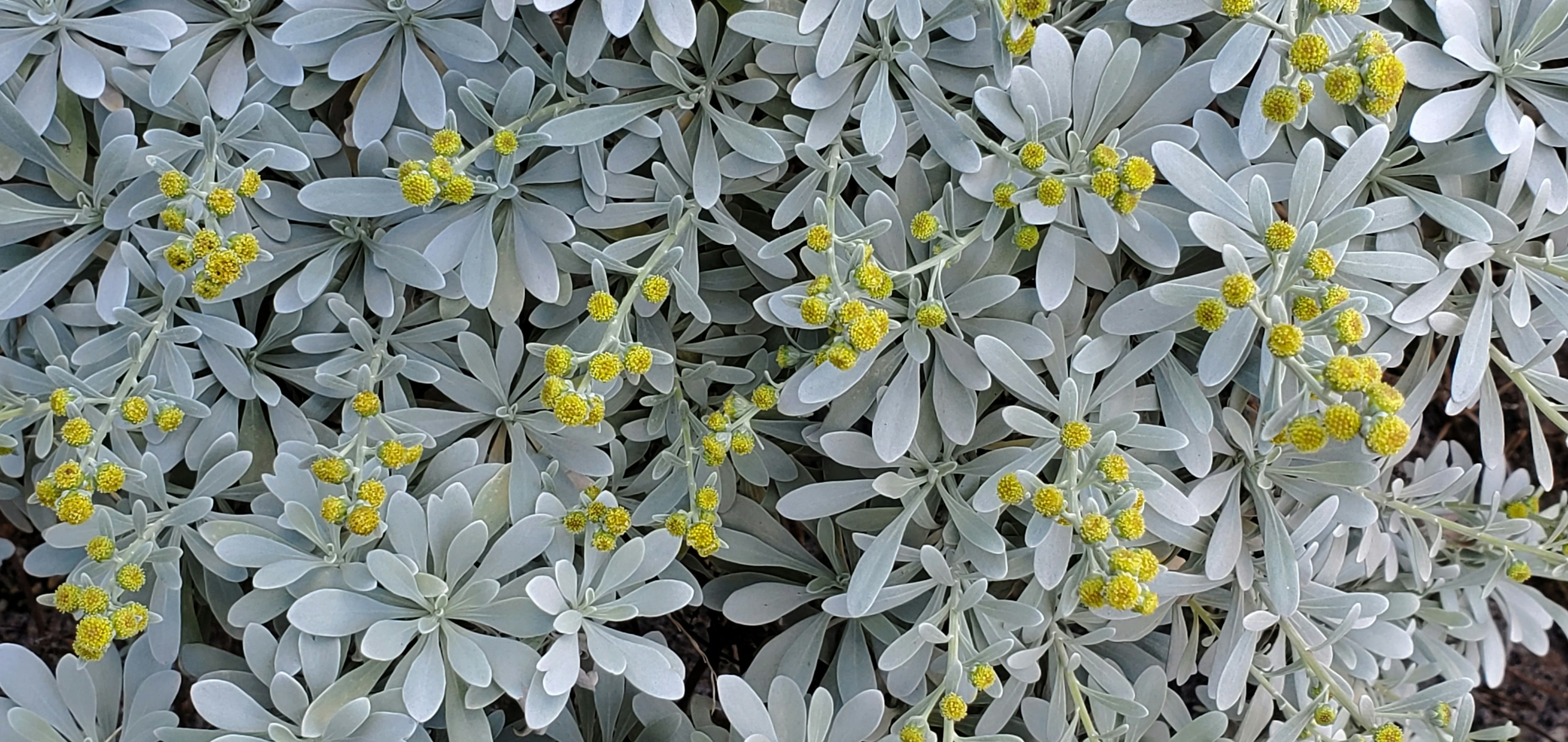 Close-up tanaman dengan daun perak dan bunga kuning