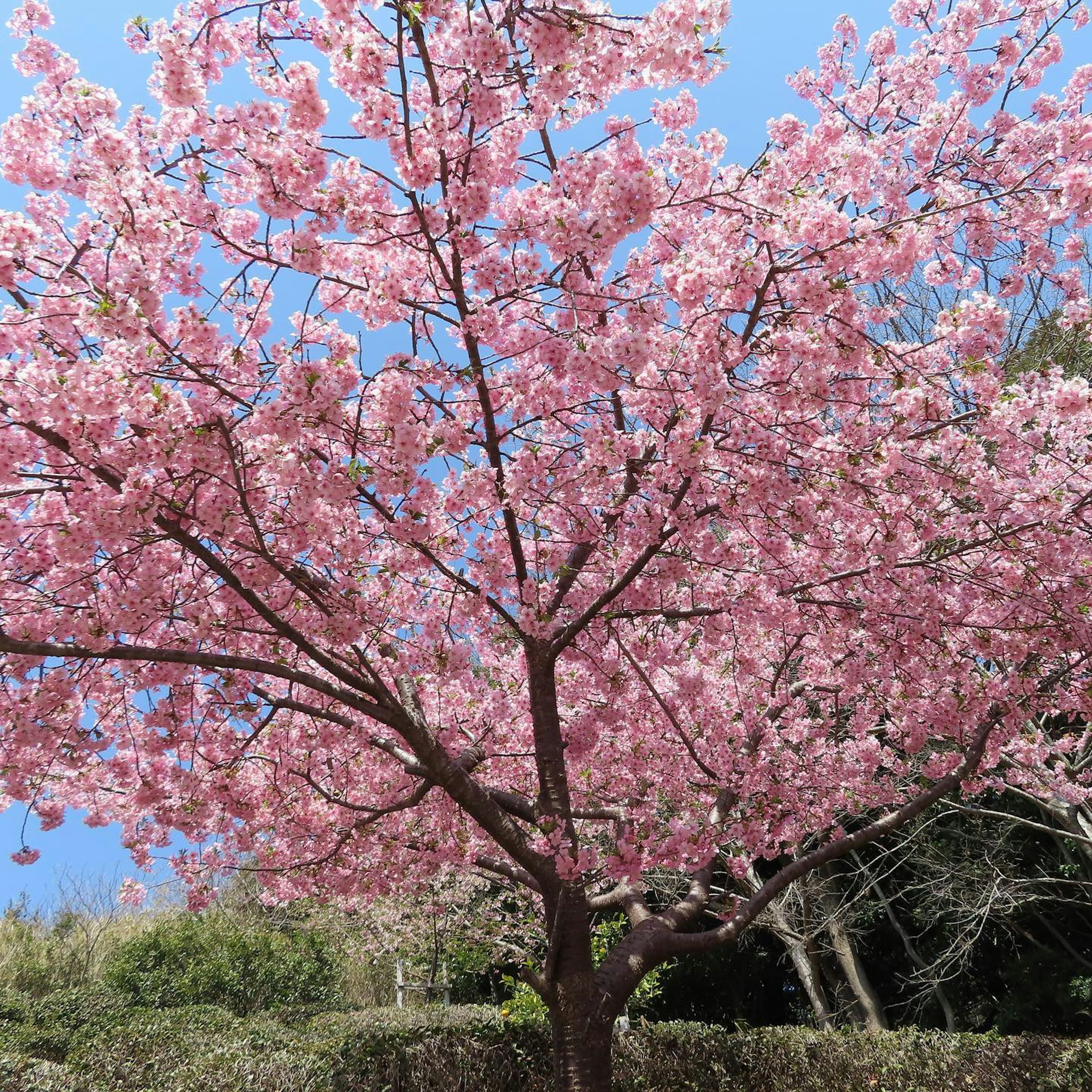 Pohon sakura yang sedang mekar dengan bunga berwarna pink