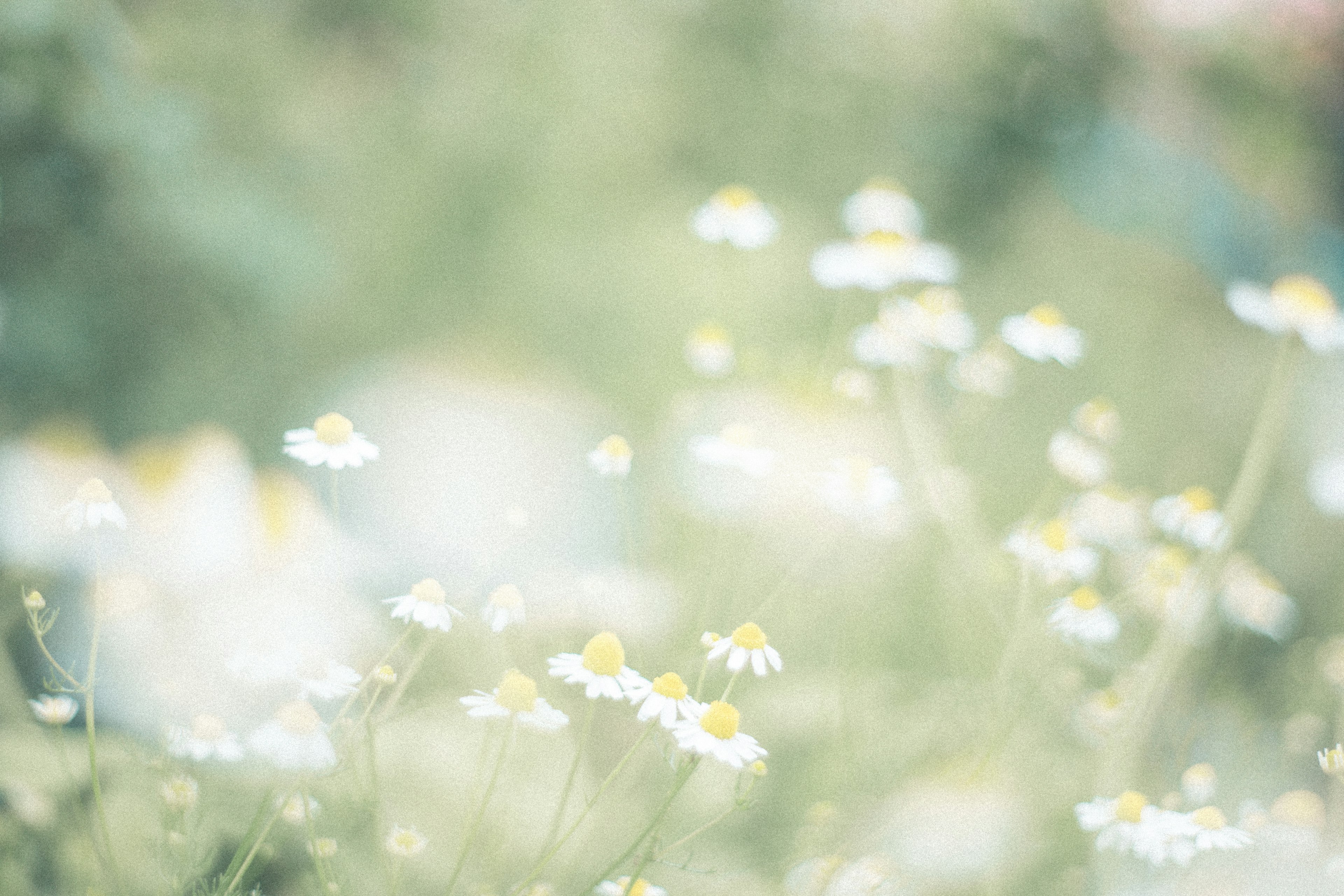 A soft-focus view of small white flowers in a blurred background