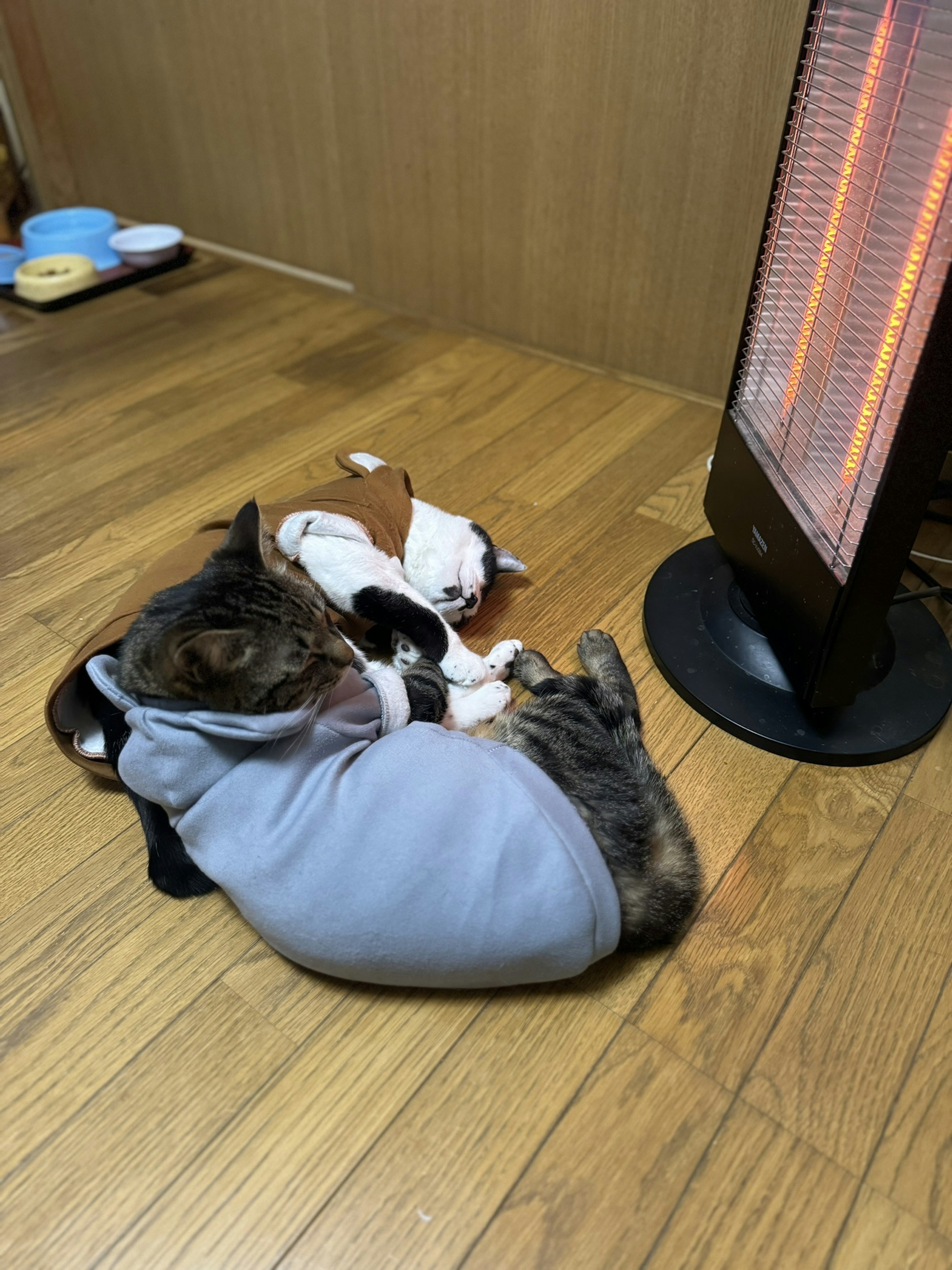 A cat wearing a sweater cuddles with a plush dog near a heater