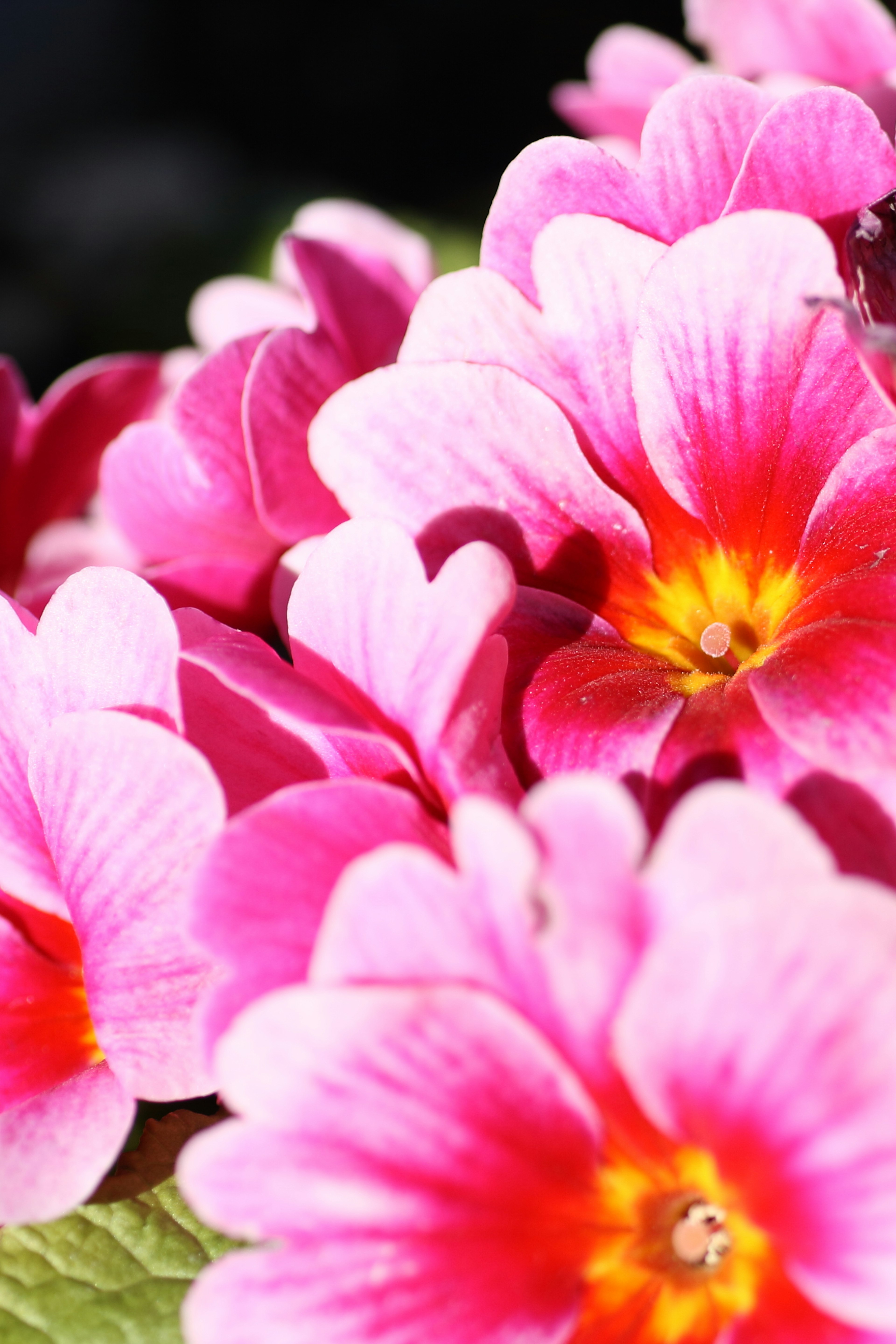 Close-up of vibrant pink flowers with yellow centers