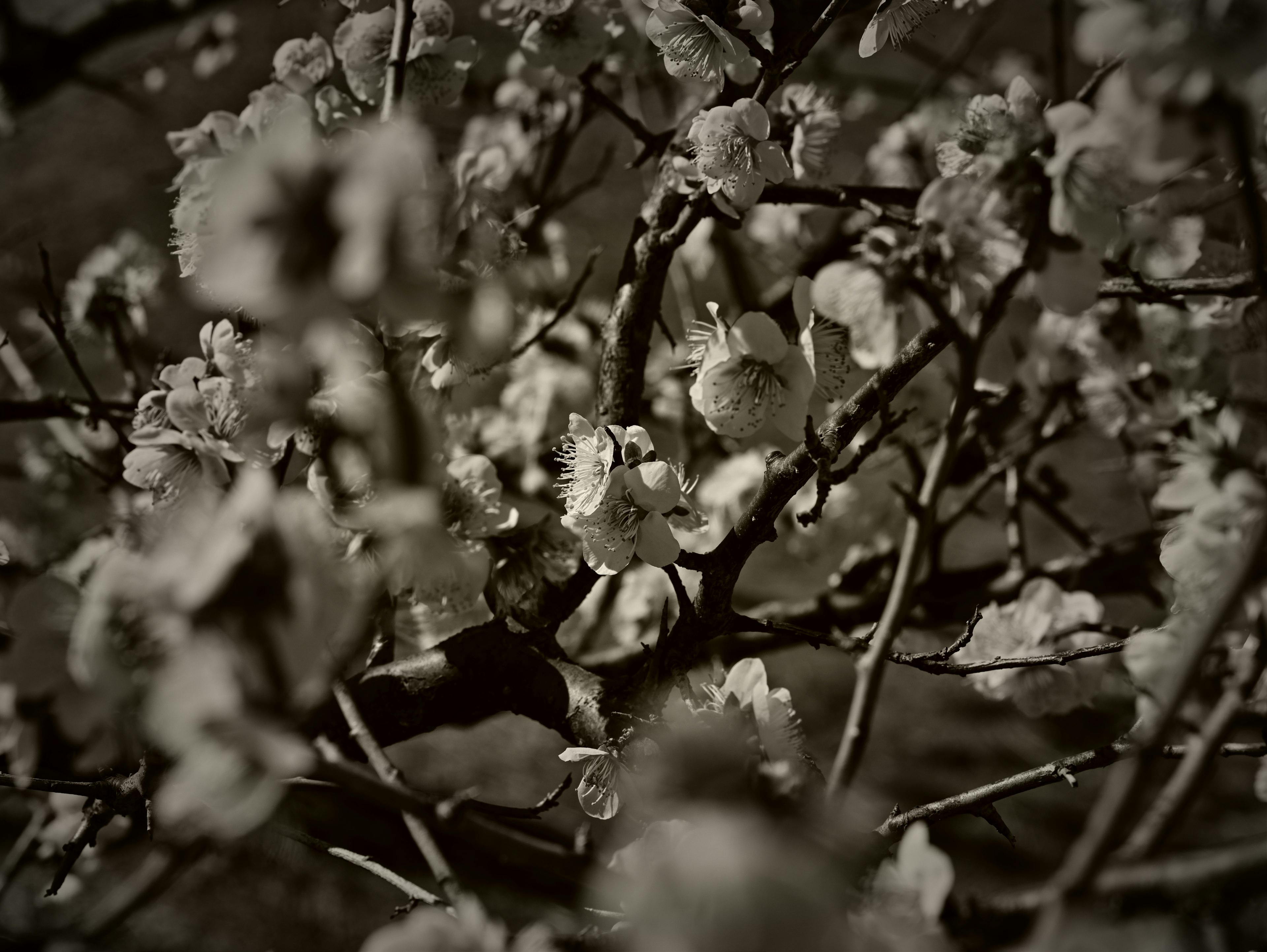 Verschwommener Hintergrund mit weißen Blumen und Zweigen