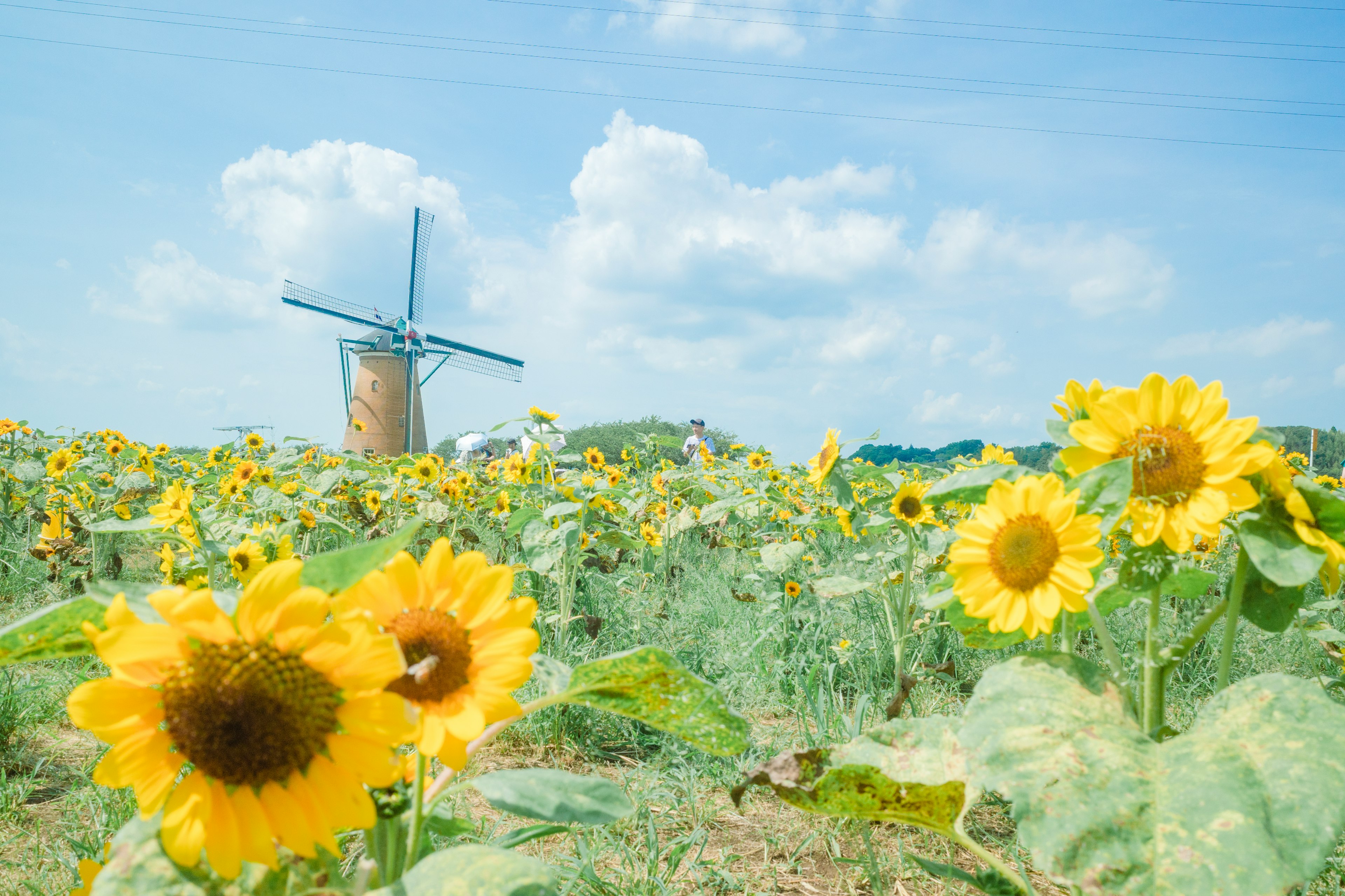 Sunflower field under blue sky with windmill