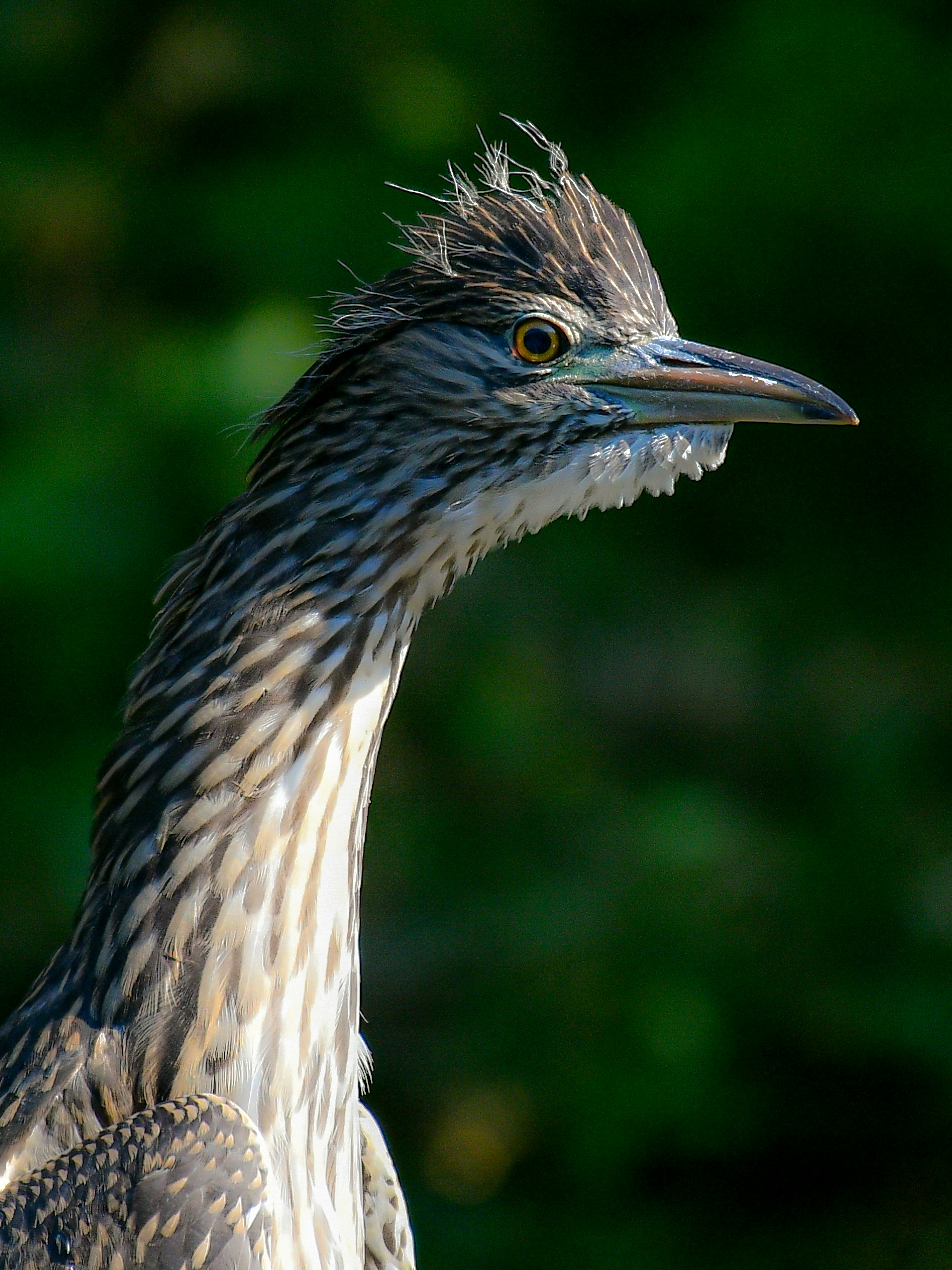 細長い首を持つ鳥のクローズアップ 鳥の羽は灰色と茶色の縞模様 目は明るく特徴的