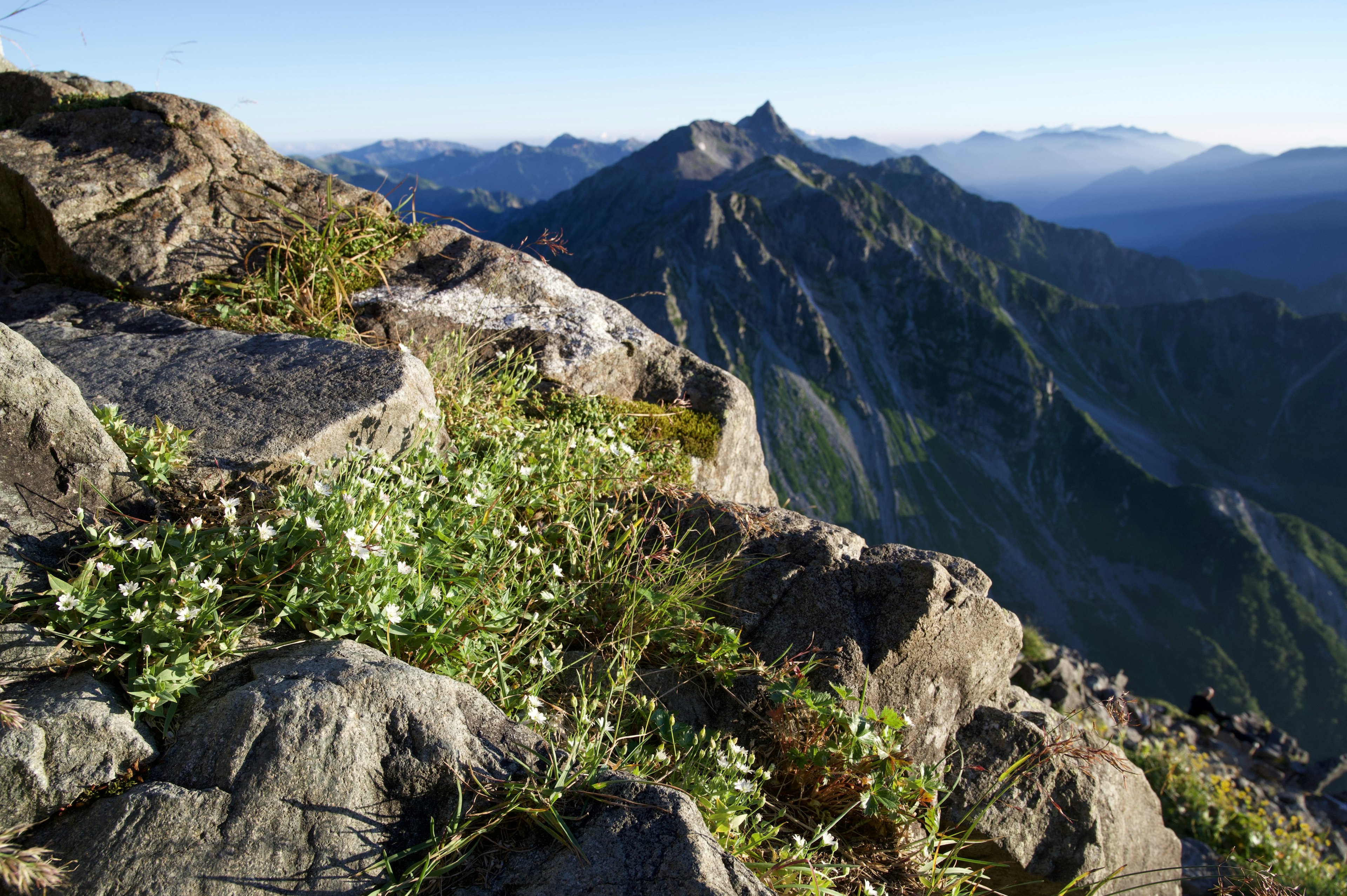 Fiori bianchi che sbocciano sulle rocce con montagne lontane sullo sfondo