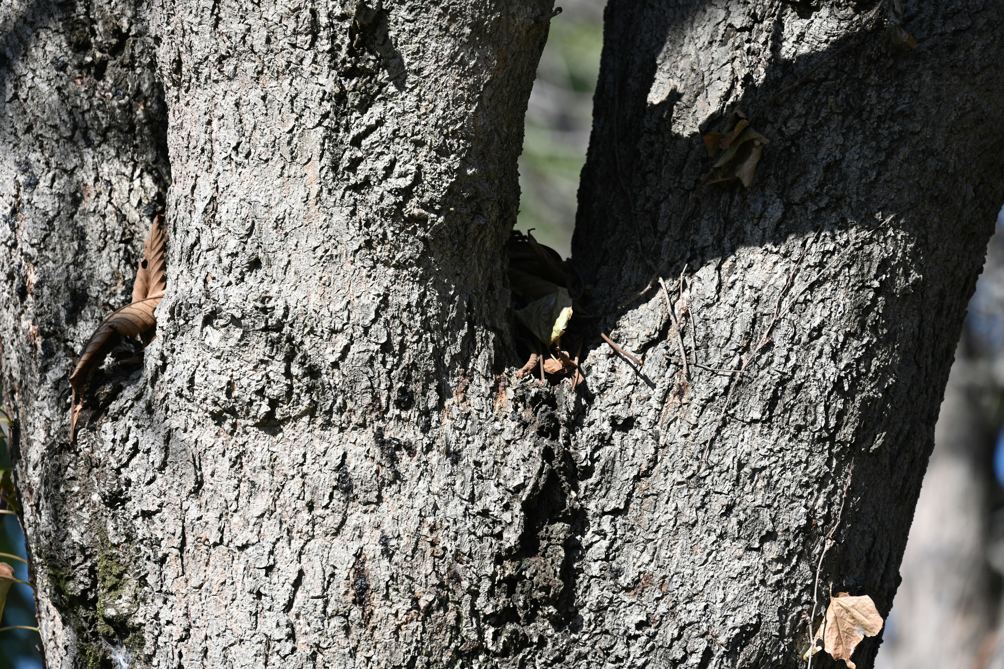 Immagine ravvicinata di un tronco d'albero con texture ruvida e crepe