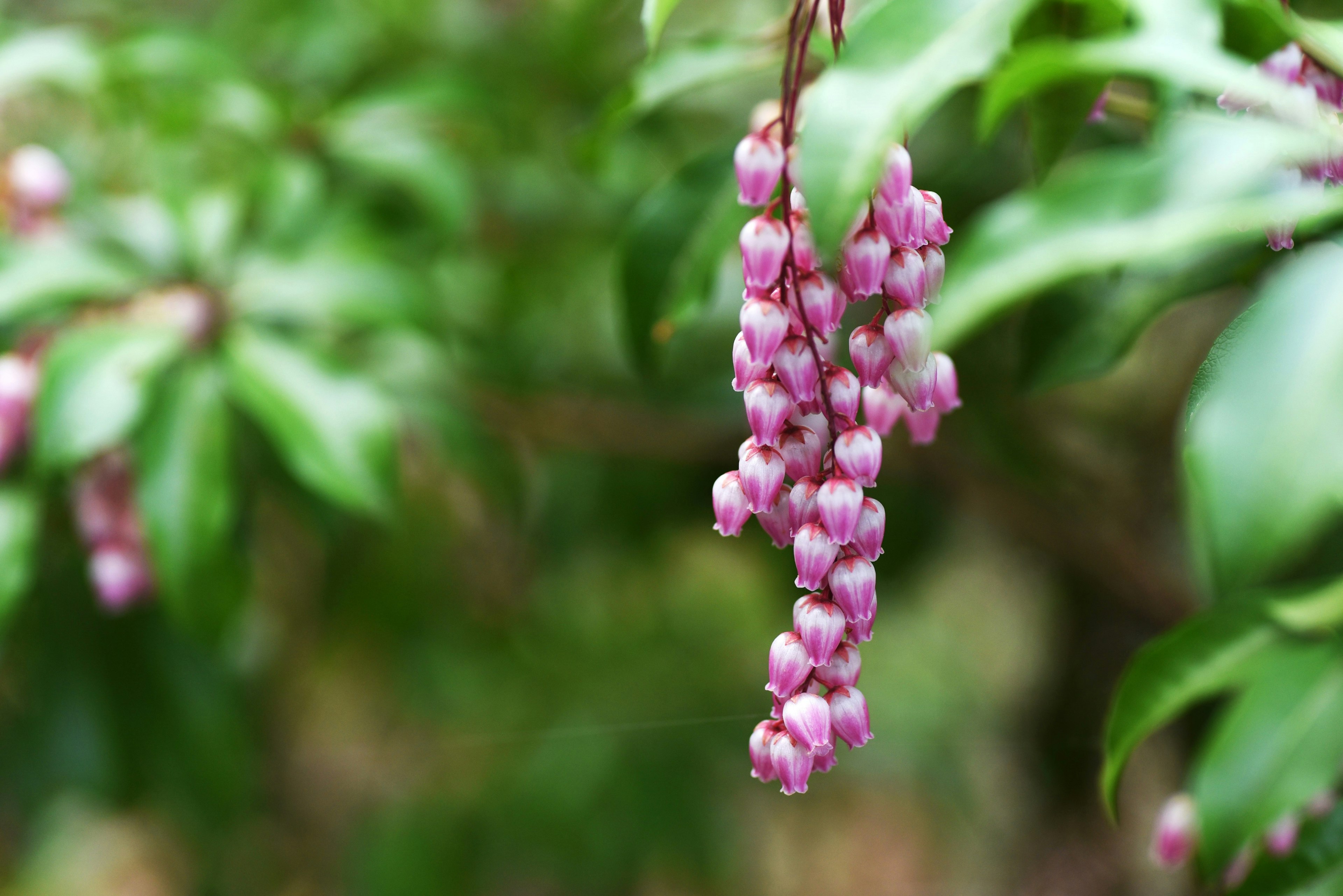 Des grappes de fleurs roses suspendues parmi des feuilles vertes