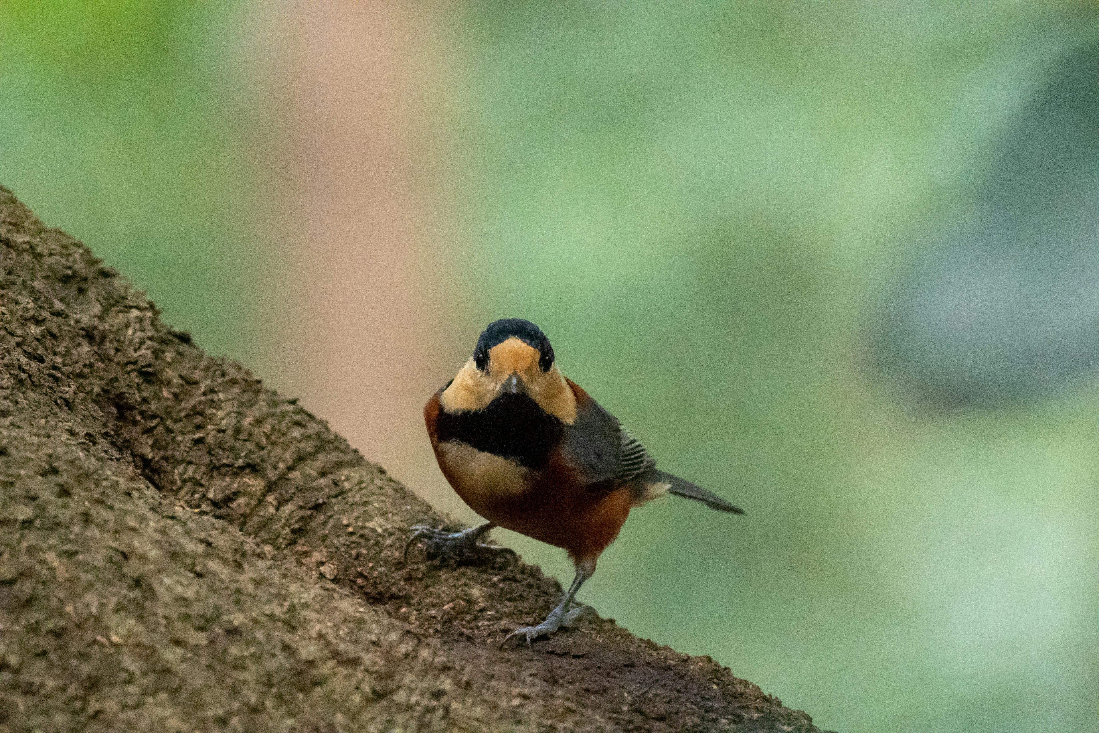 Kedekatan burung oranye yang bertengger di pohon