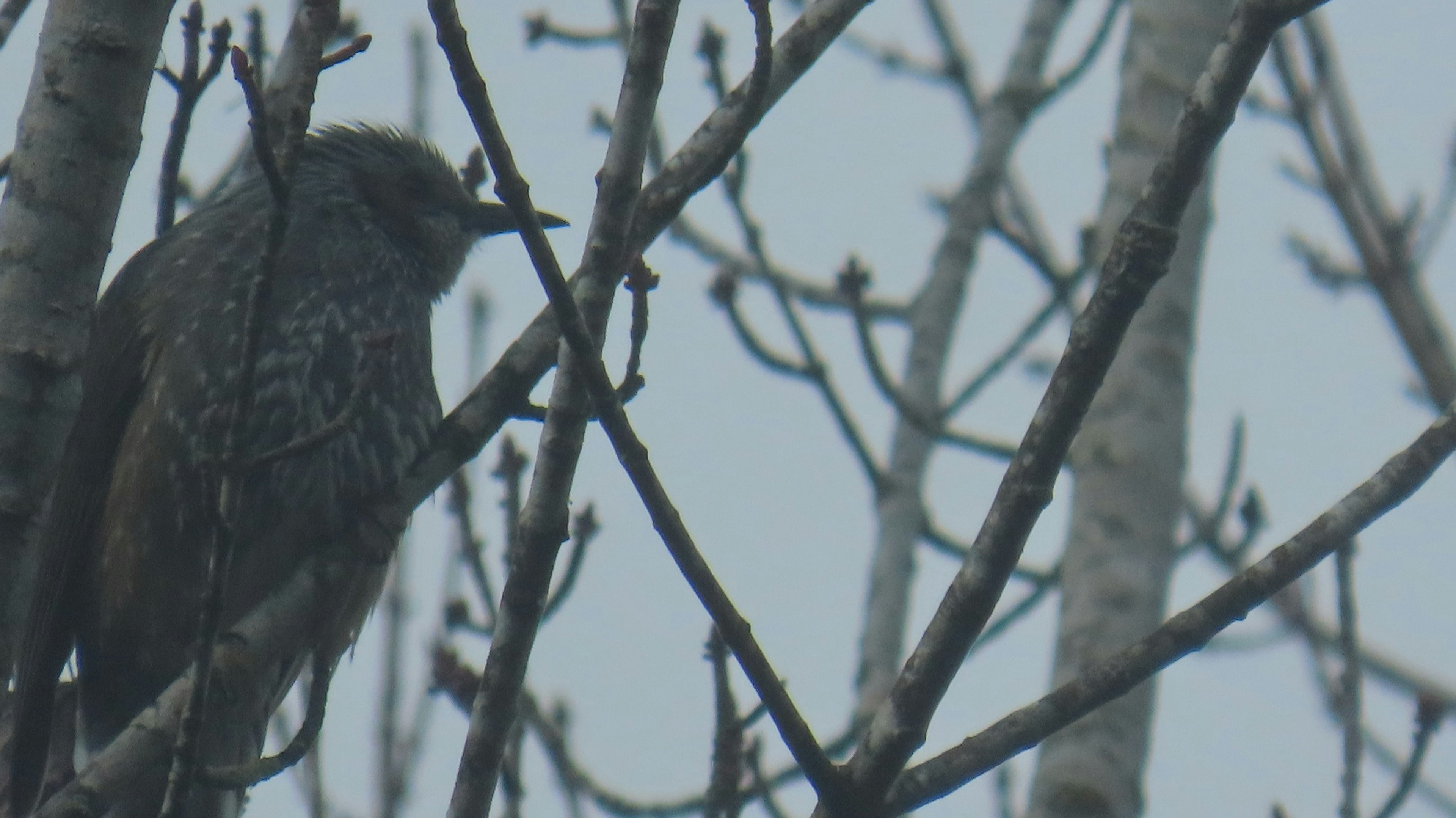 Silhouette of a bird perched on tree branches with a misty background